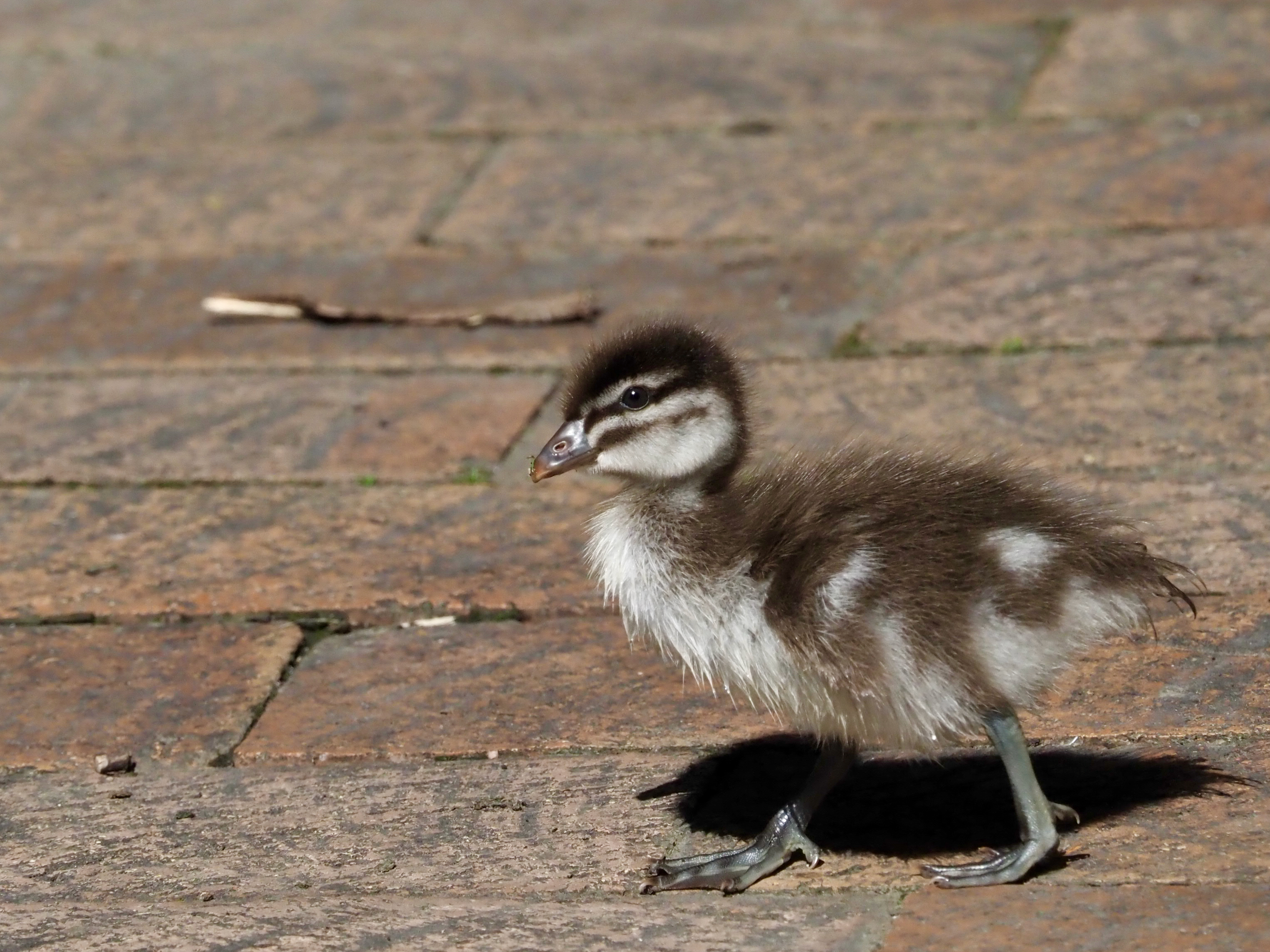 What will I grow up to be?