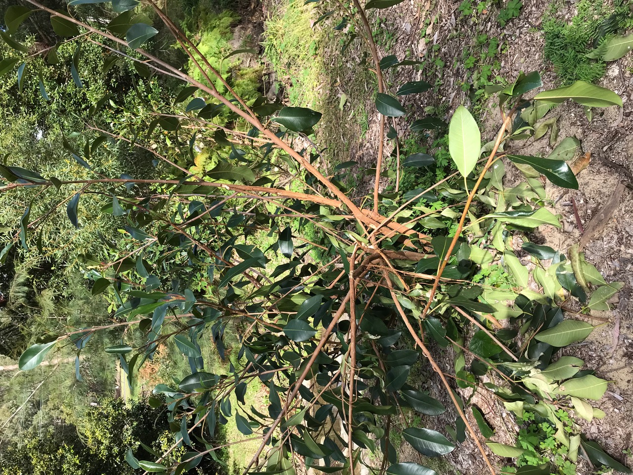 Deer damage Helensburgh Bushcare site  post image