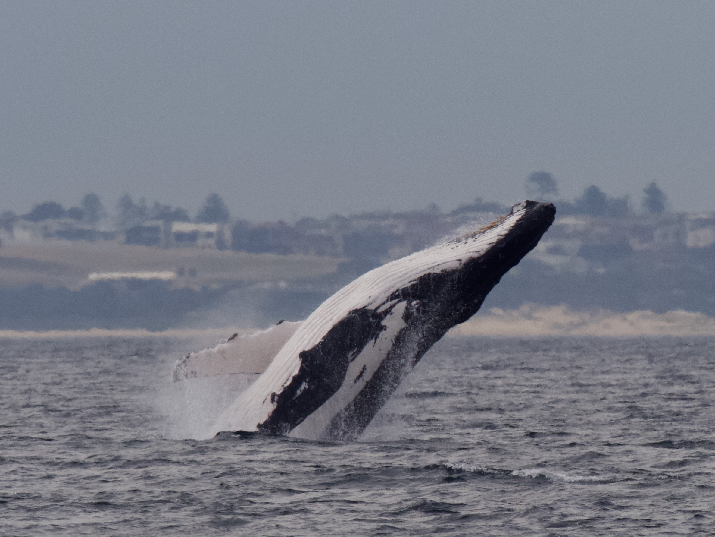 Our top 3 spots to whale watch on the southern migration  post image