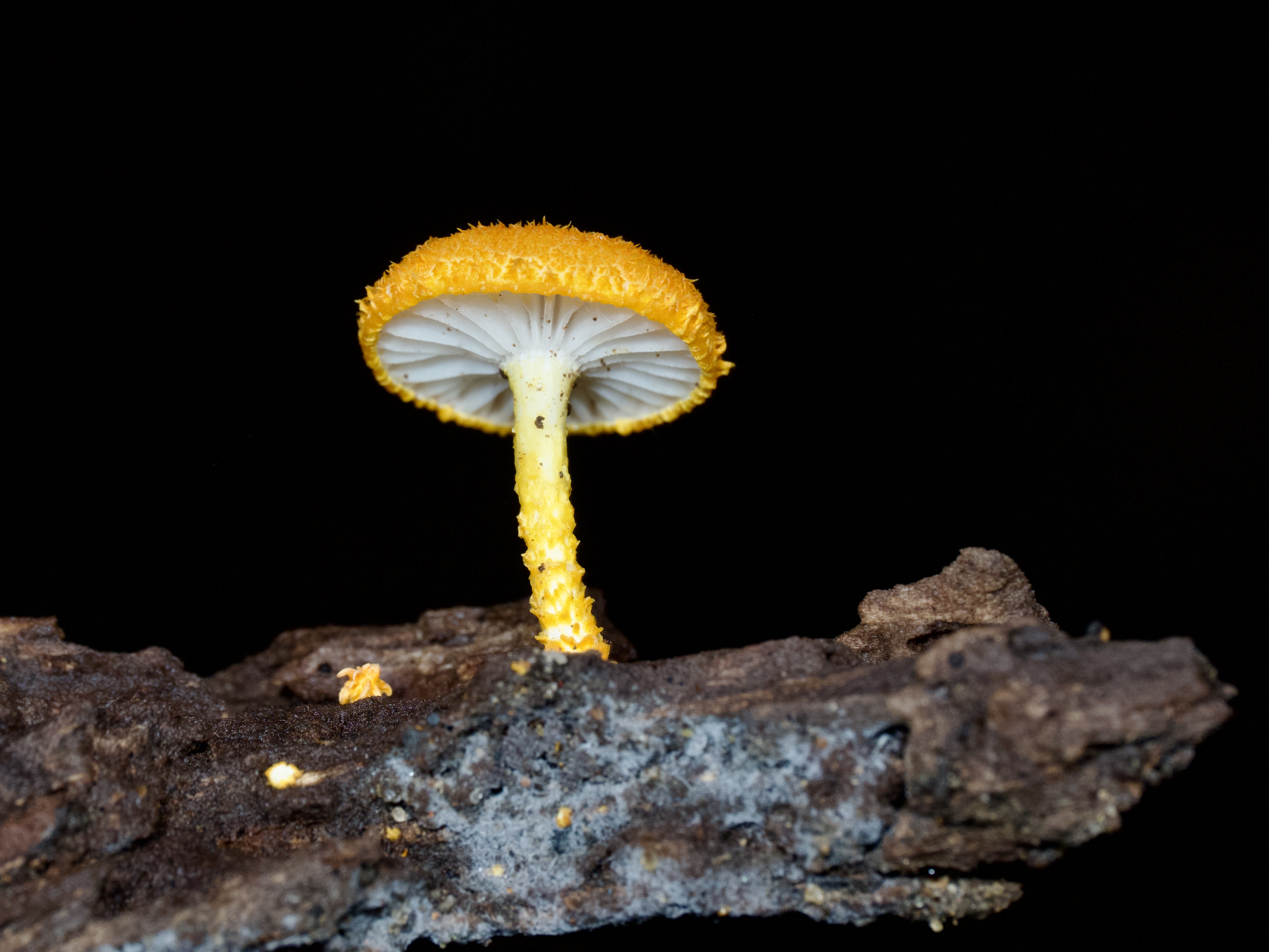 Why fungi hunting is for everyone  post image