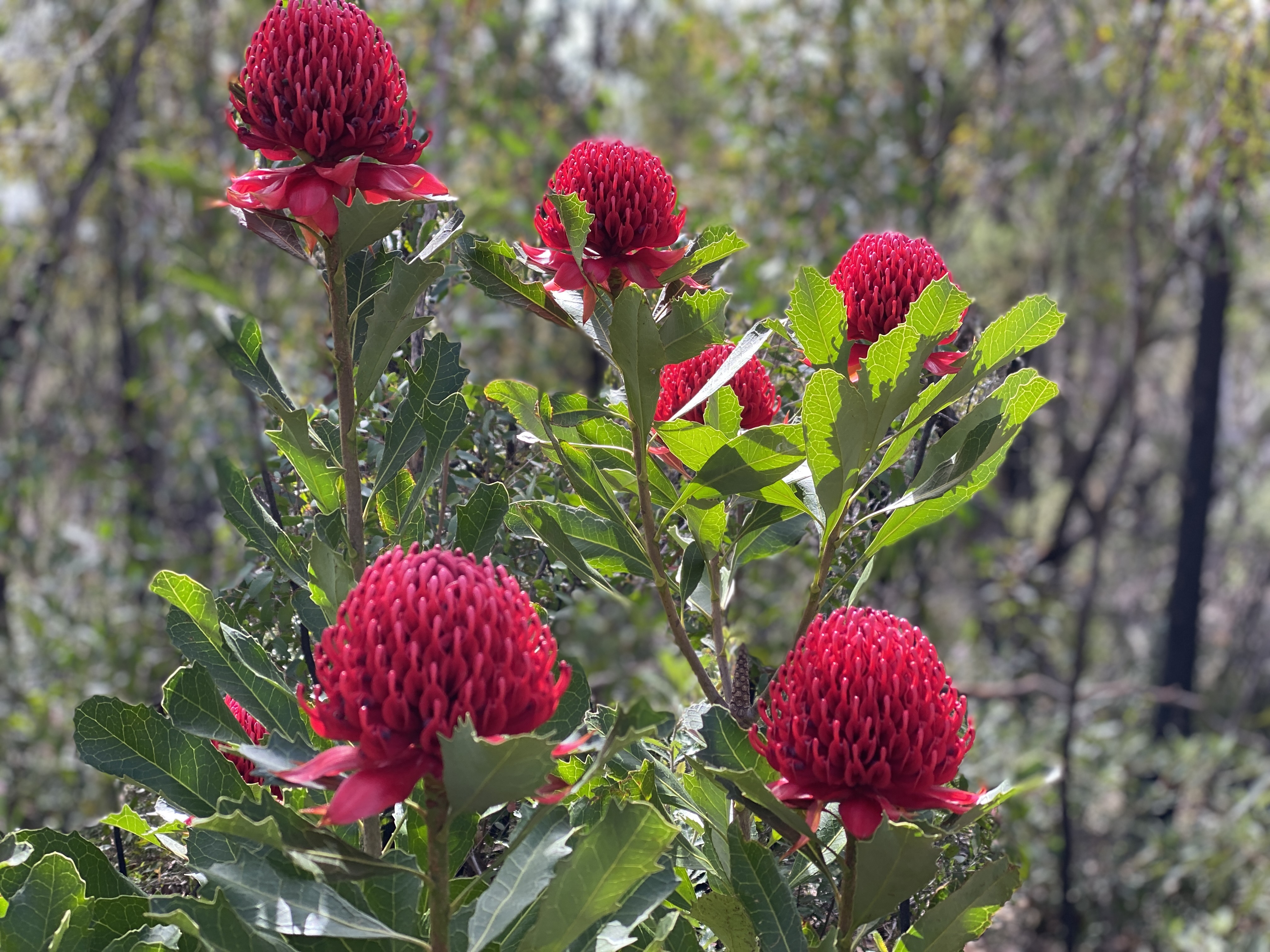 Nature Notes: on waratahs, acacias and silvereyes