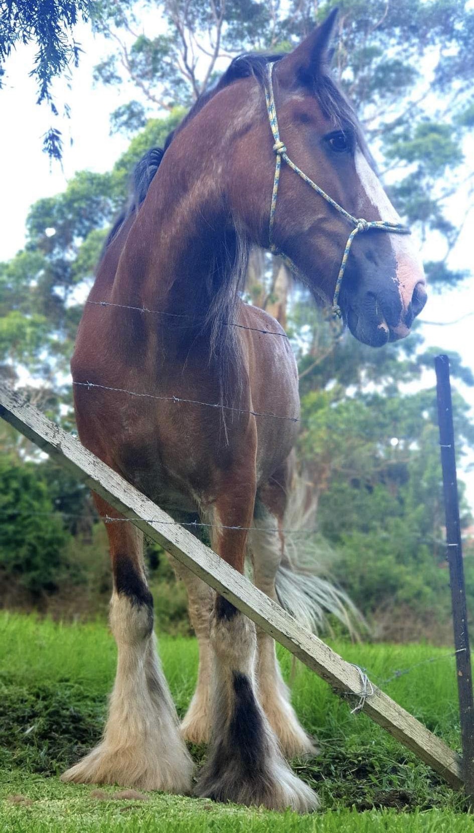 Bulli celebrity returns home