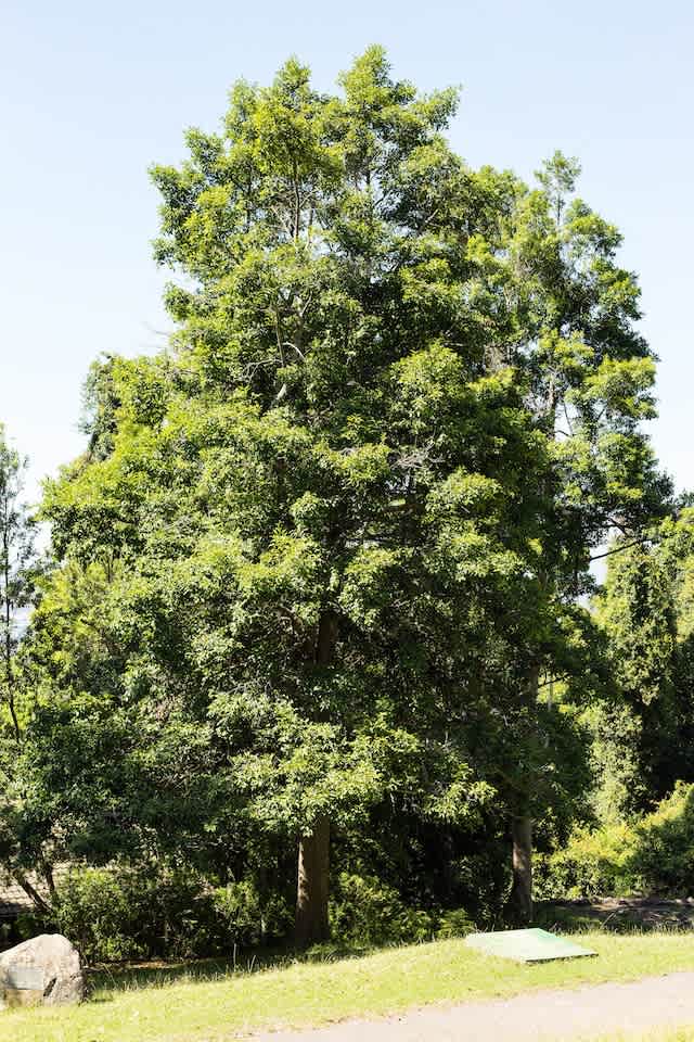 This Sassafras is growing happily in the open. Most often Sassafras is seen as a forest tree, growing in large numbers together with Coachwood and other rainforest trees. Image by Chris Edmond.
