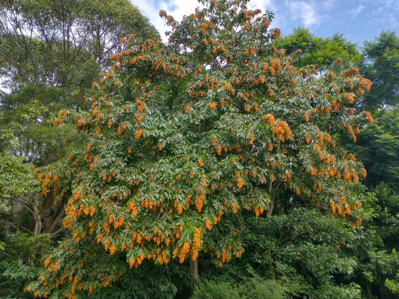 Image of a Koda (Ehretia acuminata) loaded with fruit. Image by Scott Miller.