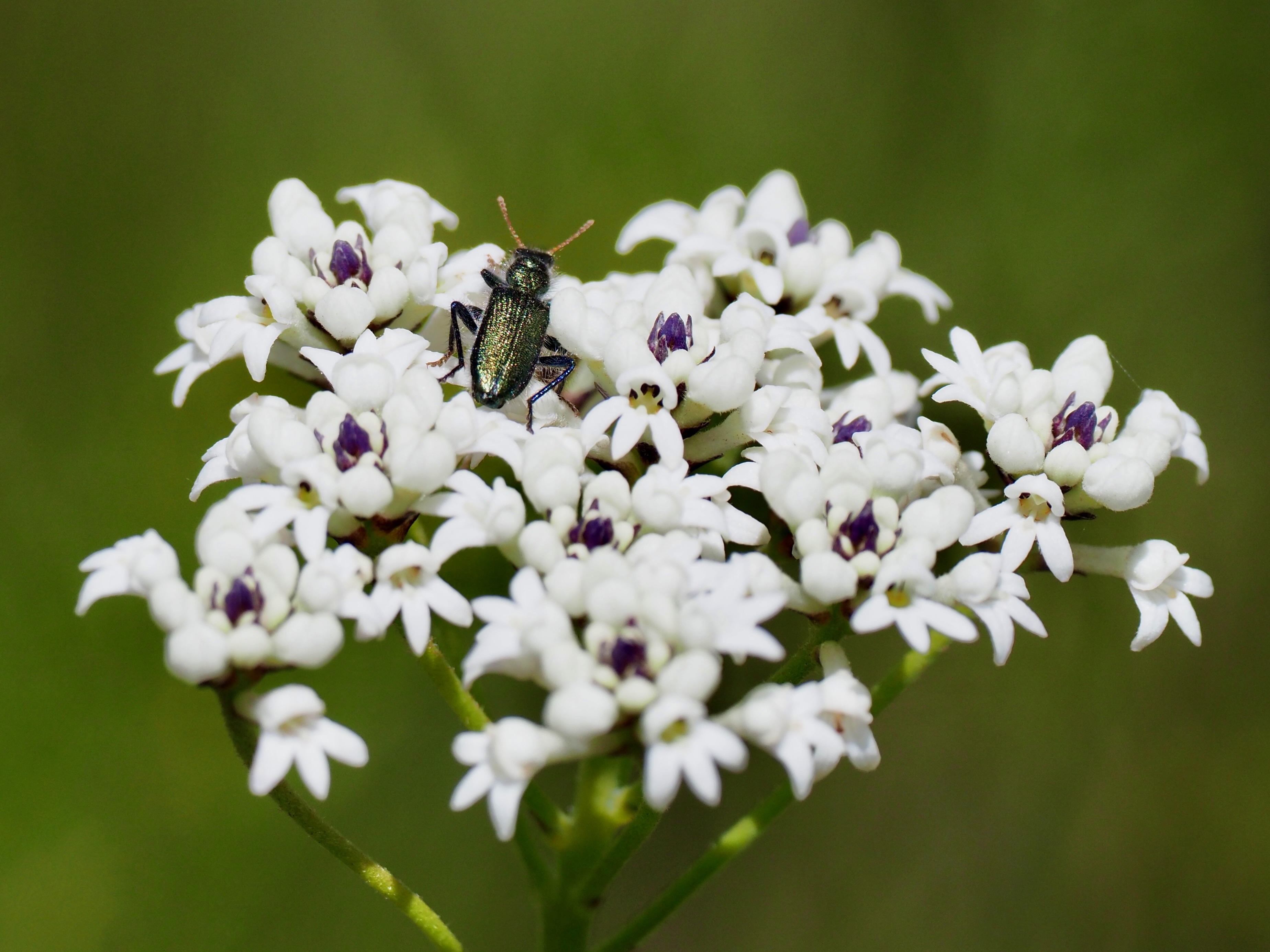 The bush is waking up