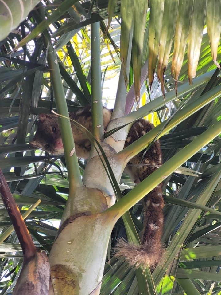 Nature Notes: Seal pups, super moons and a quoll-aty visitor