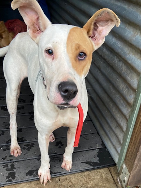 Dog needs a home  post image