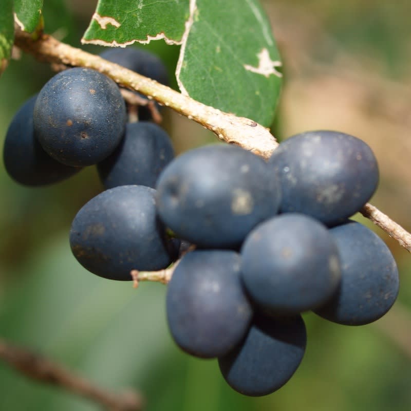 The fruit of the awesome Native Mock-olive. Striking jet-black and midnight blues in coordination.