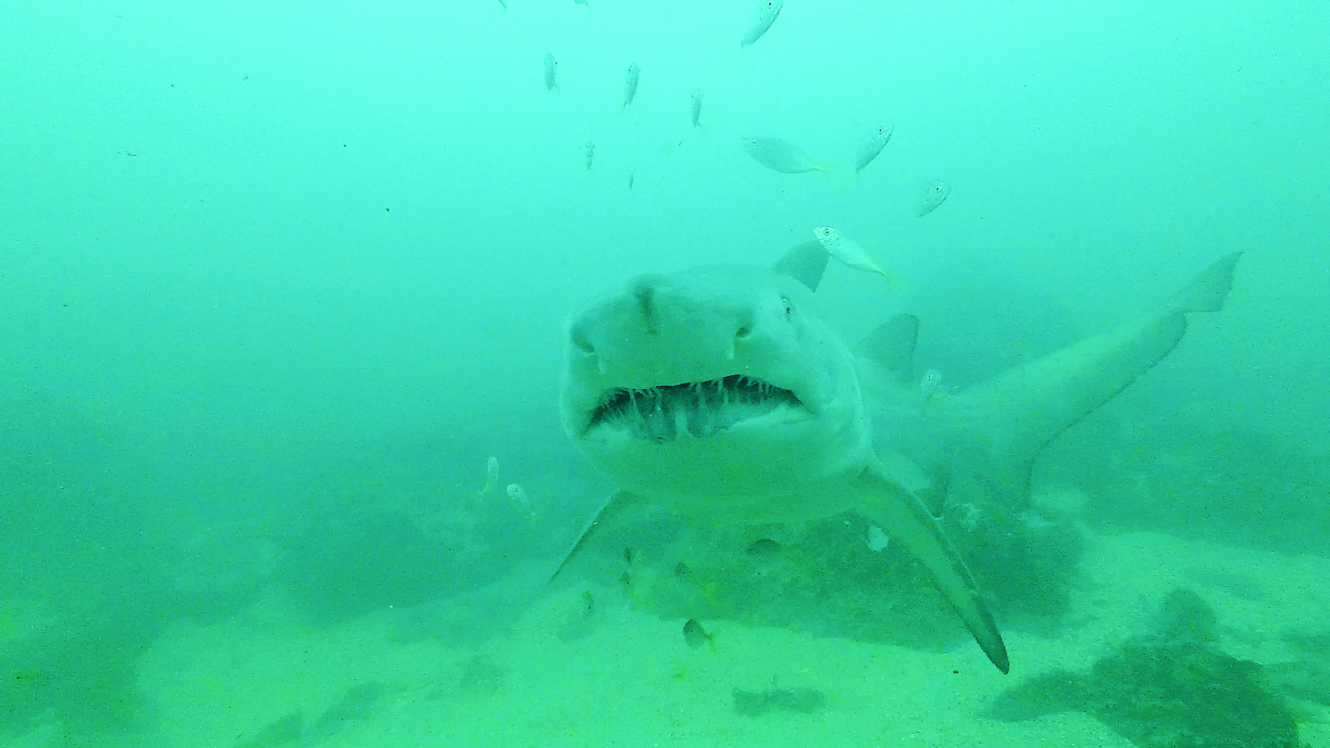 Hello Fish: Sharks of the Illawarra
