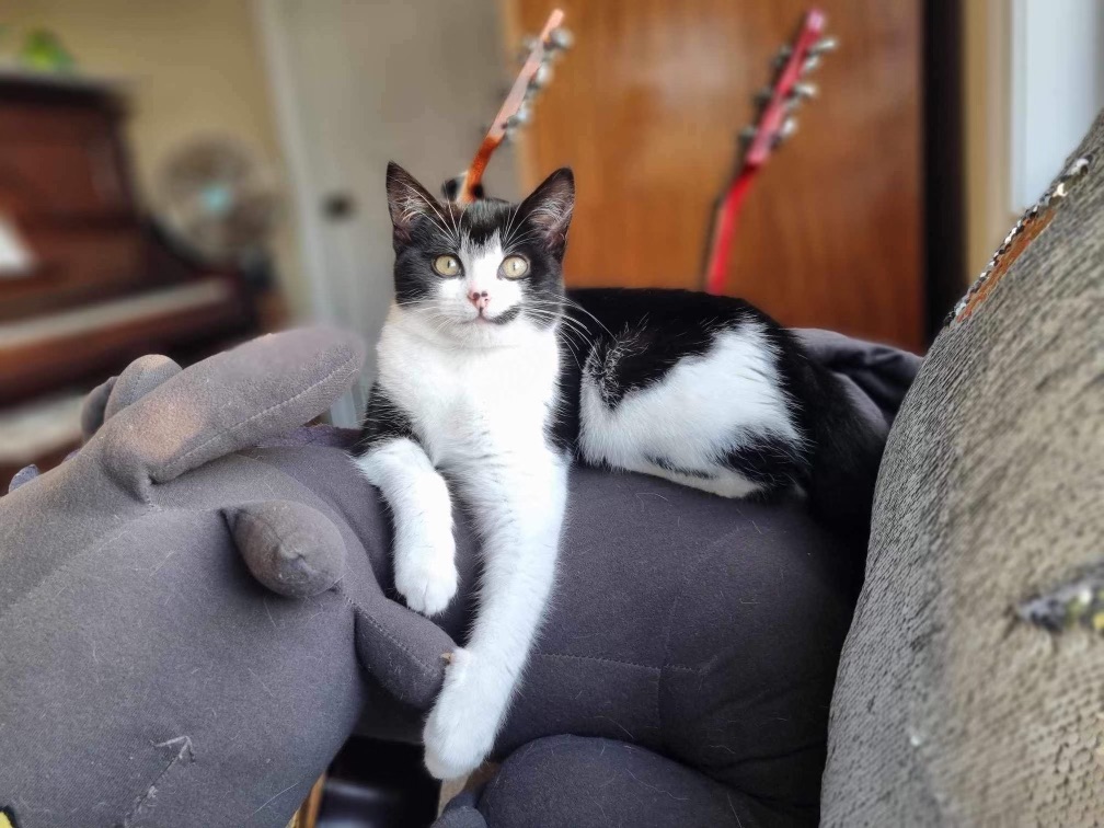 Rescue group calls for foster carers ahead of kitten season