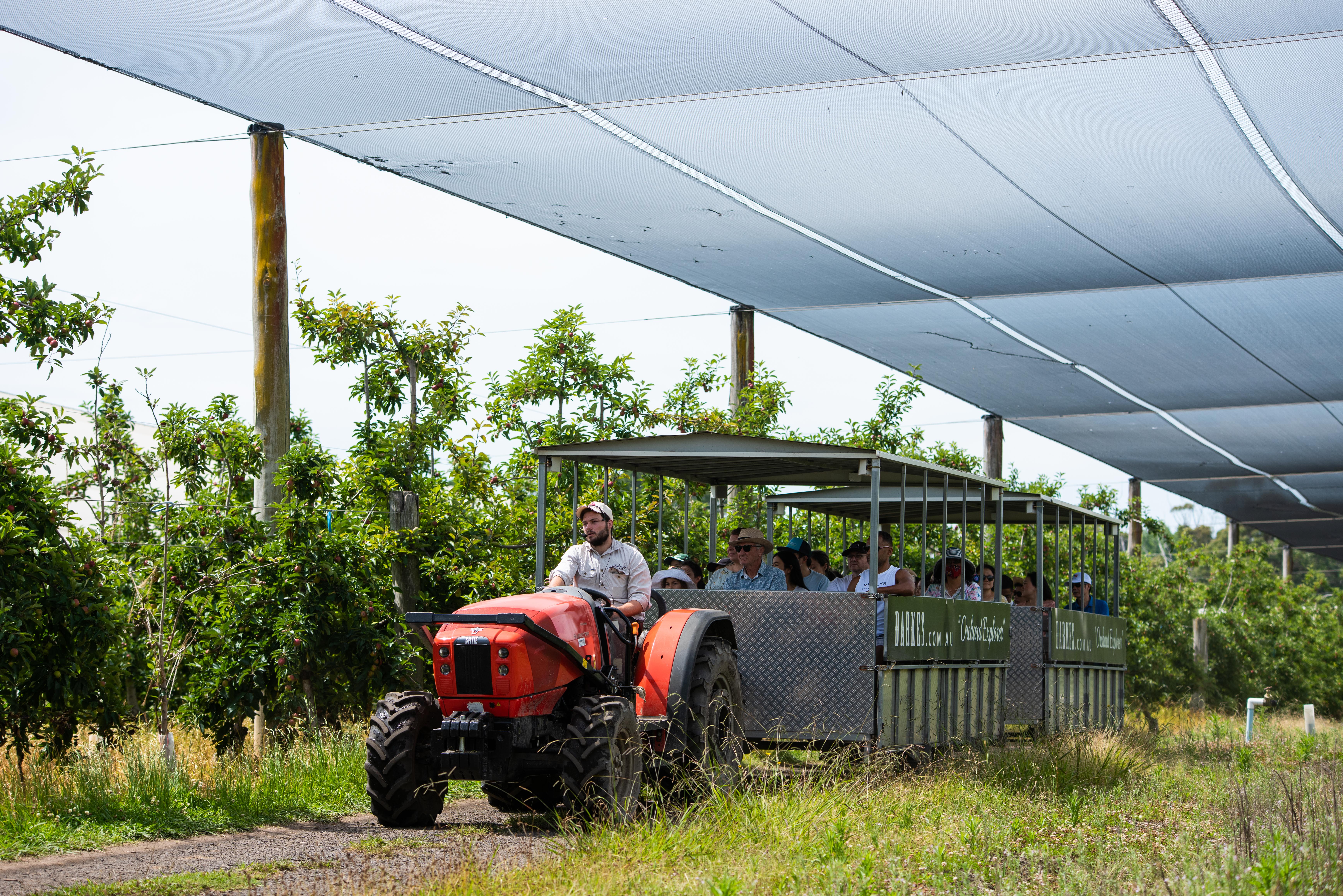 Apple harvest at the Orchard
