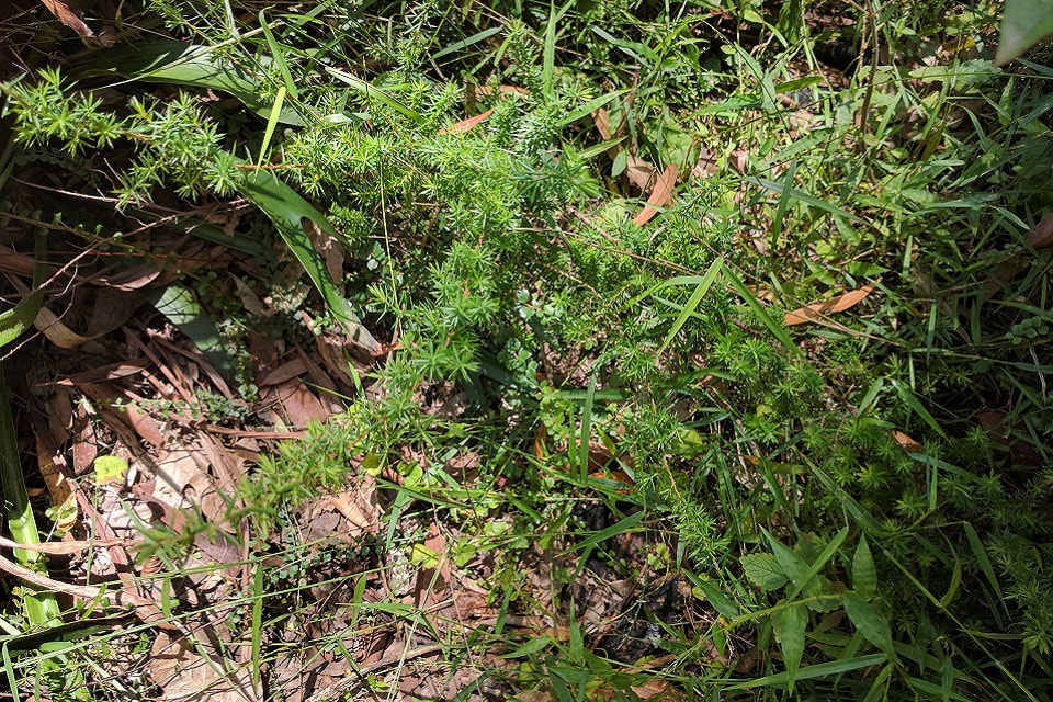 Small and sharp-leaved, the Prickly Beard-heath is easily overlooked in terms of size and colour. But look closer and you'll see its gorgeous leaves are arranged in a beautiful pattern on the stems, resembling that of the branches of a European Fir Tree. Image by Leon Fuller. 