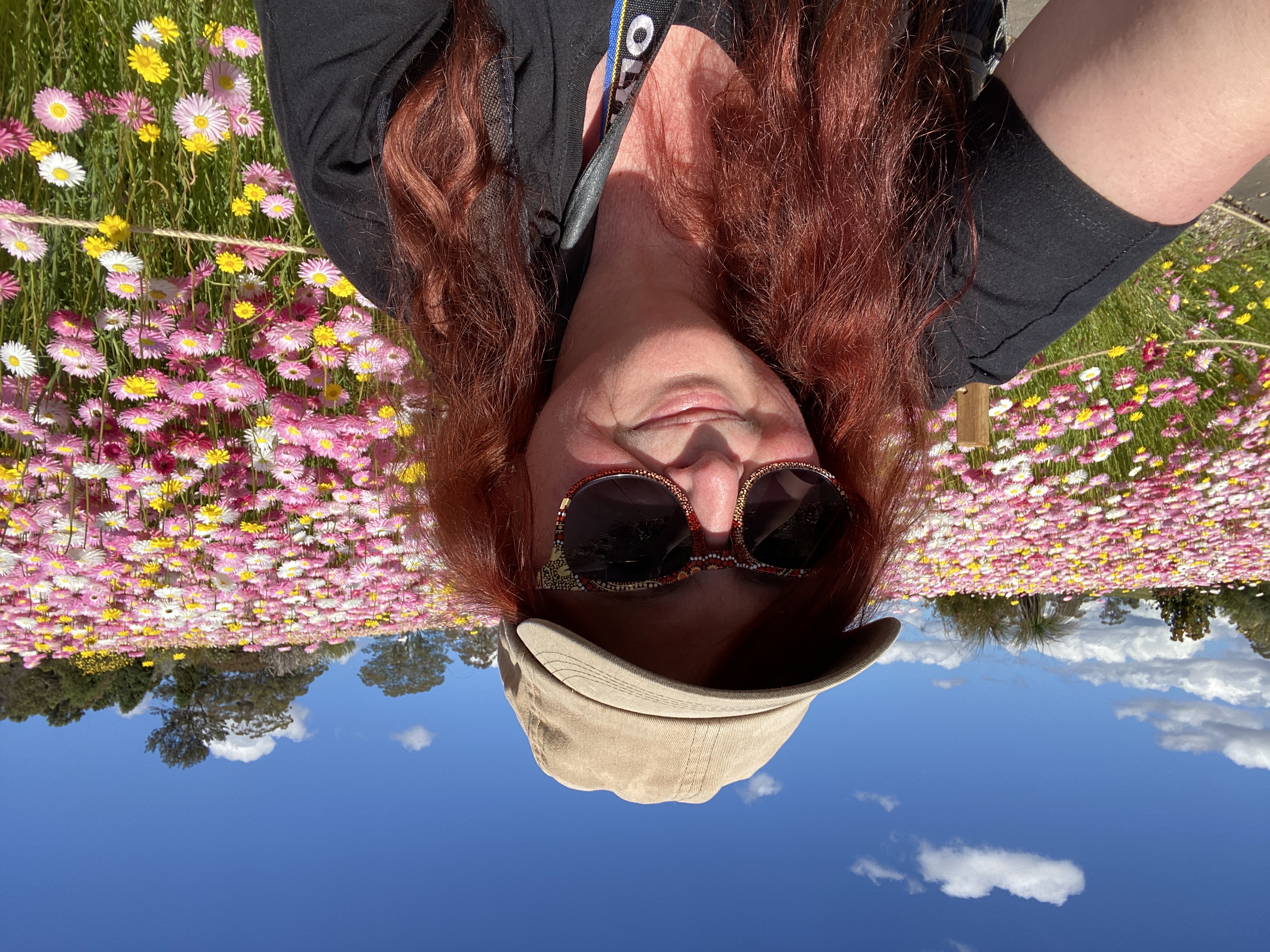 Where to see paper daisies