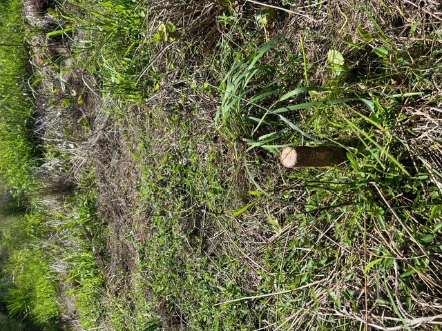 Tree vandalism at Bulli: Report clues to Council