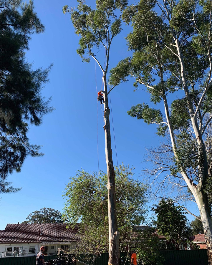 Tips to help prepare your trees for windy days  post image