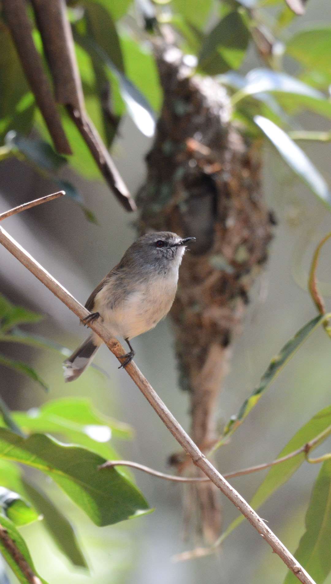 The Brown Gerygone (Gerygone mouki) is one of many small and superficially nondescript native birds that call the region home. Each has their own distinctive behaviour and habitat preferences. Image by Phill Bragg. 