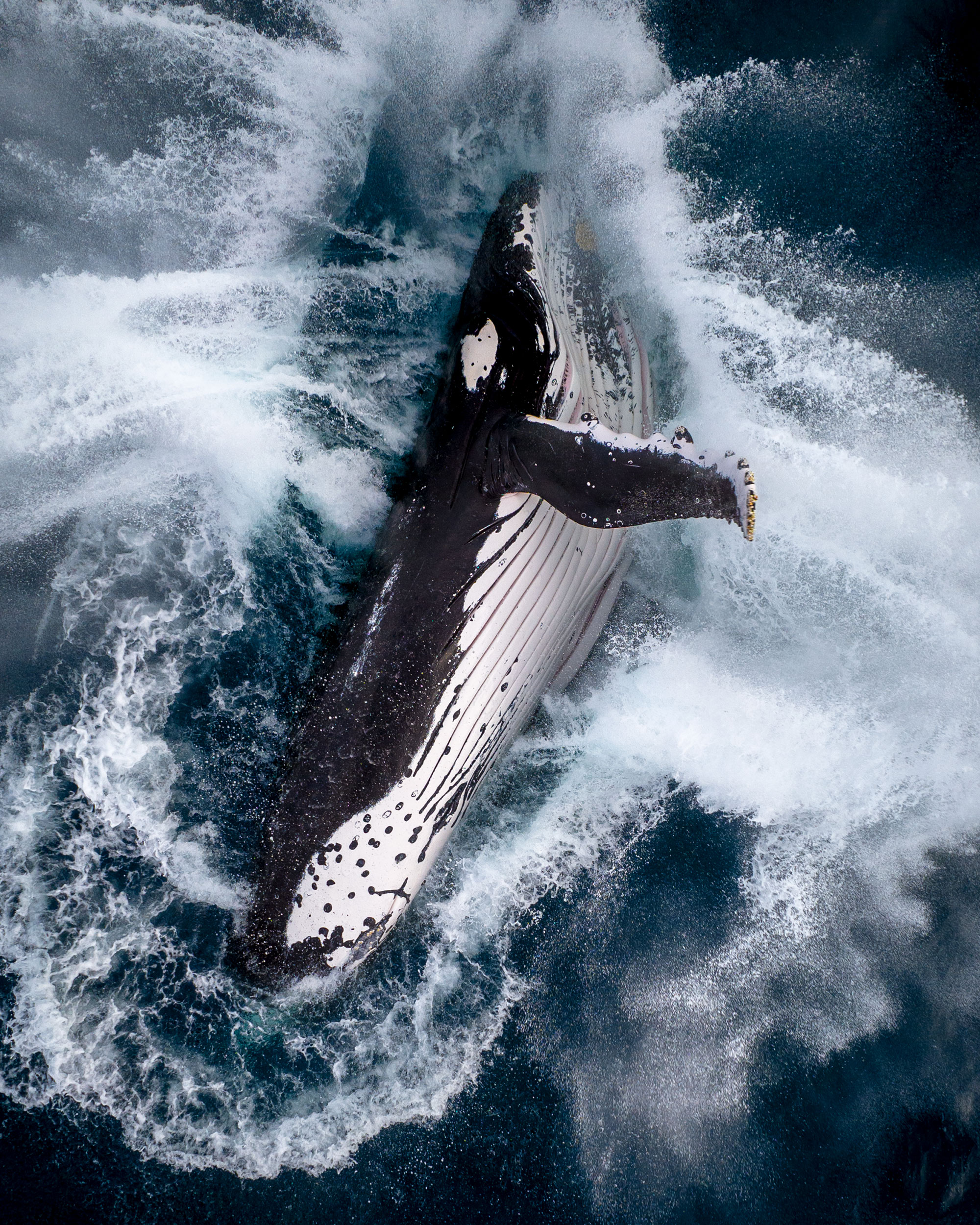 And they're racing: humpbacks are on the move
