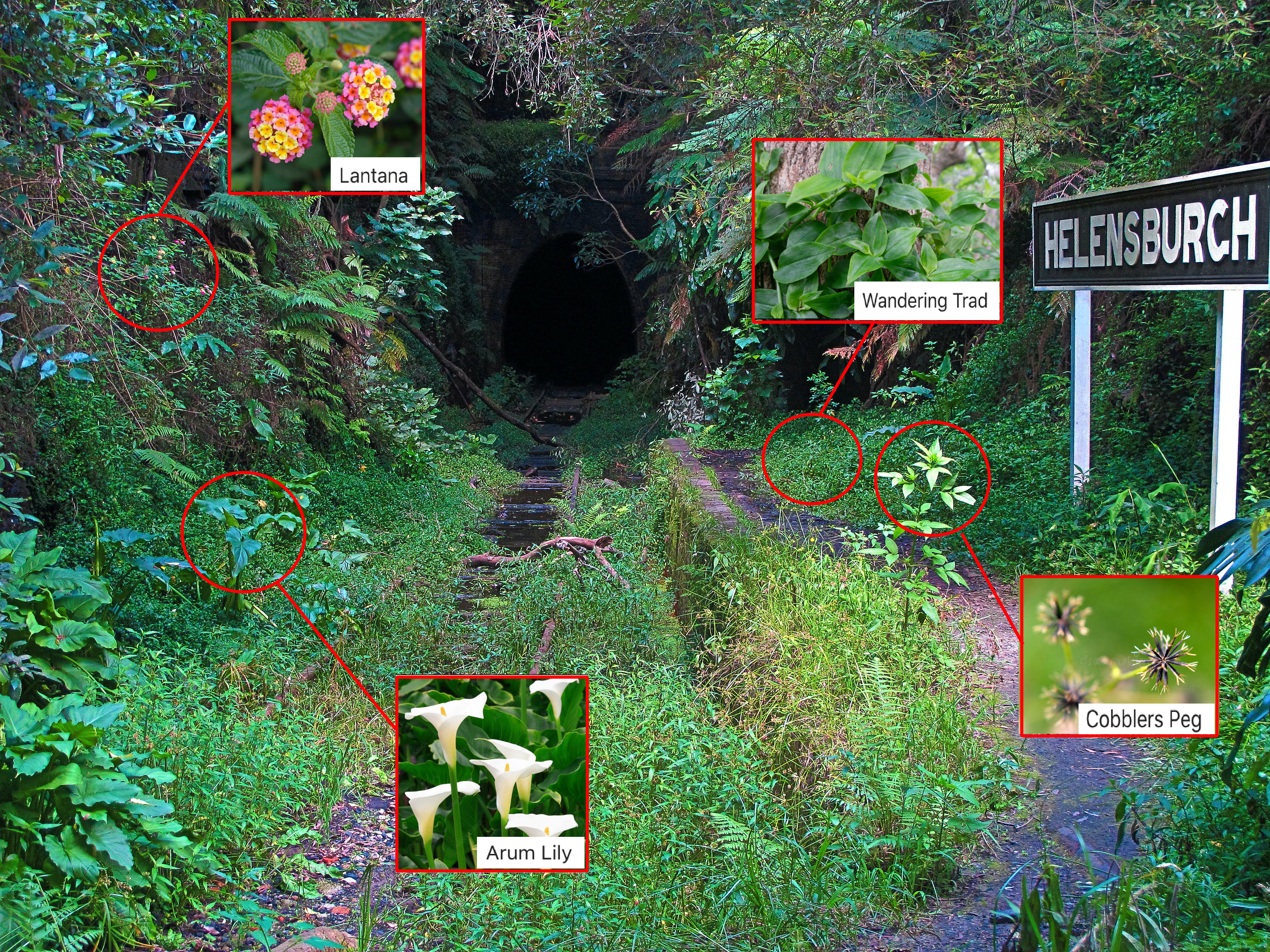 Helensburgh Landcare needs you