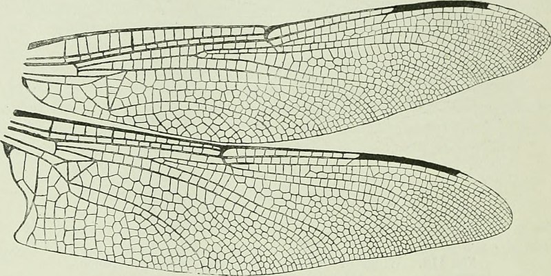 Beetling About with 'Petalura gigantea'