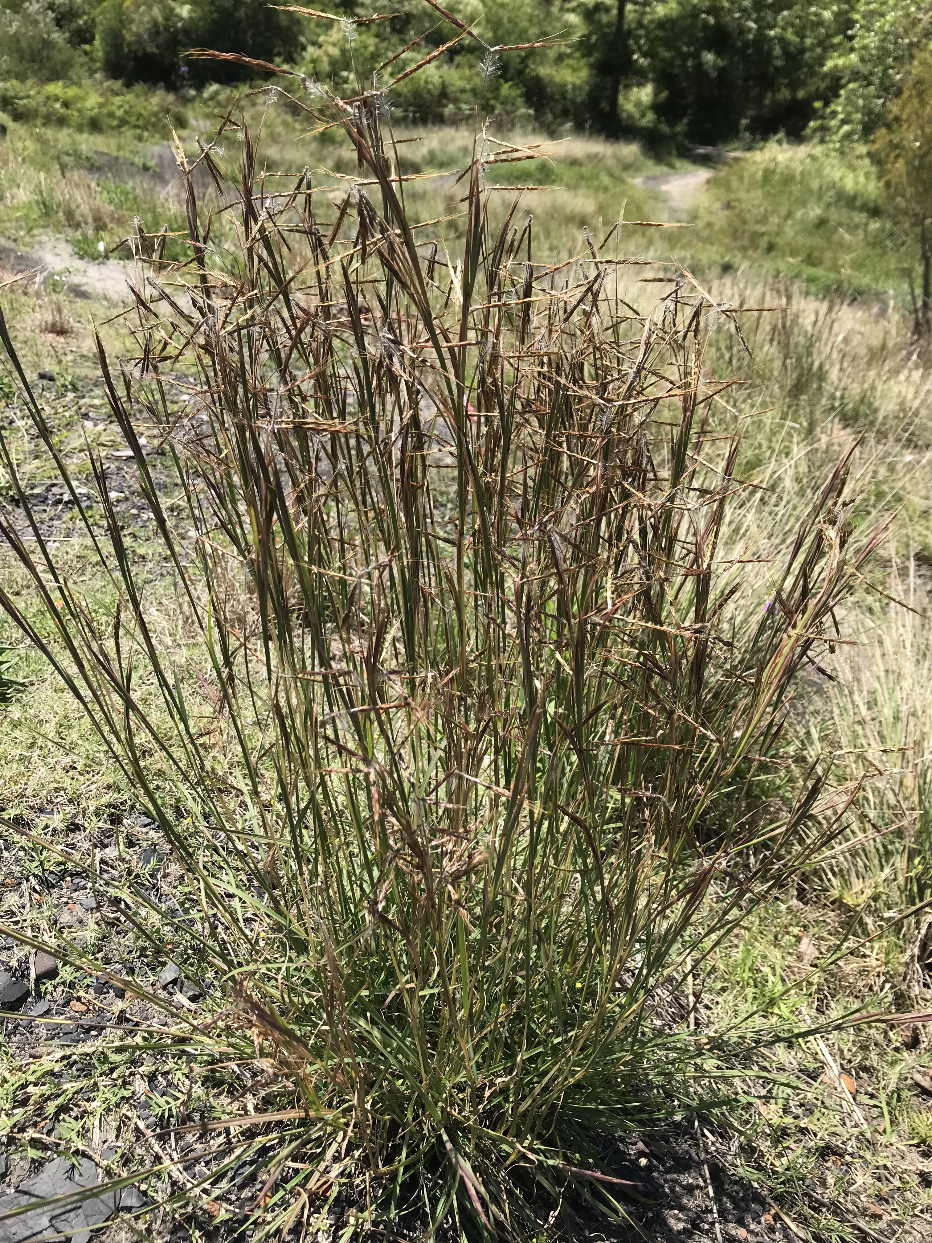 Watch out for Coolatai grass