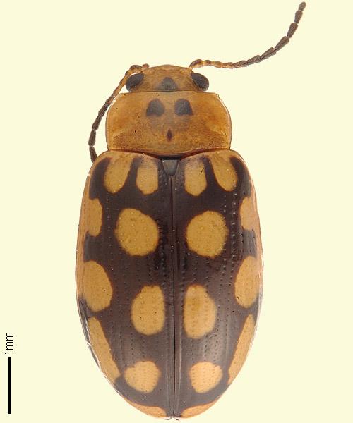 Beetling About: In the littoral rainforest