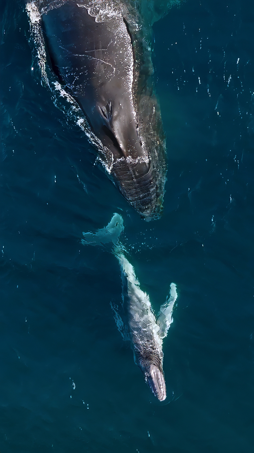 Vanessa Risku: From drone operator to published citizen scientist  post image