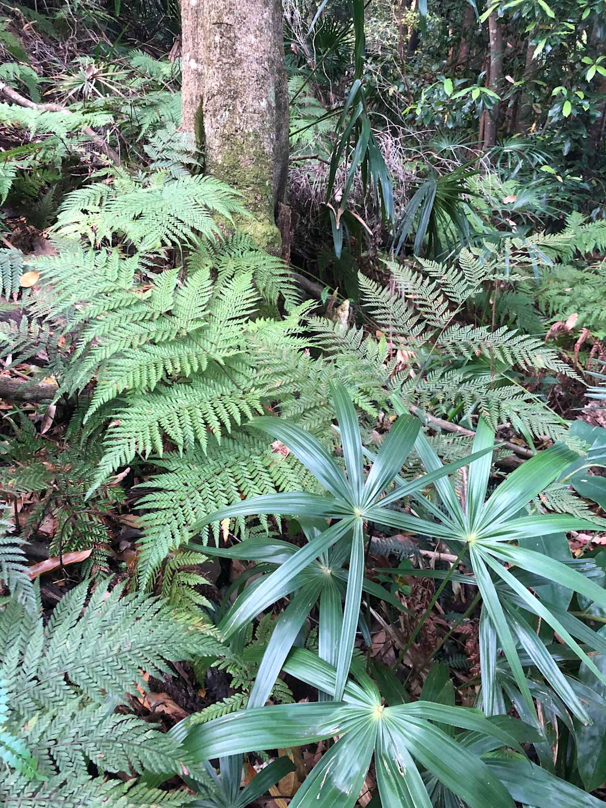 Creeping Shield Fern (Lastreopsis microsora) is a common and appealing fern of damp rainforest slopes. Its lacy-looking fronds are usually a dull, non-reflective mid-green colour. Image by Emma Rooksby.
