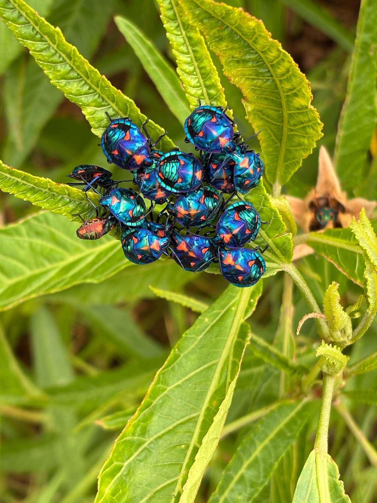 A group of young Hibiscus Harlequin Bugs (Tectocoris diophthalmus) just hanging out on a leaf of a Native Hibiscus (H. heterophyllus), not doing any major harm. Image by Emma Rooksby. 