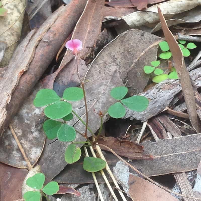 One of the many little 'pretties' of the Illawarra Lowlands Grassy Woodland, this Tick Trefoil (Desmodium gunnii, though recently changed to Pullenia gunnii) is a low-growing twiner with clover-like leaves and divine little pink flowers in spring and summer. Image by Emma Rooksby. 