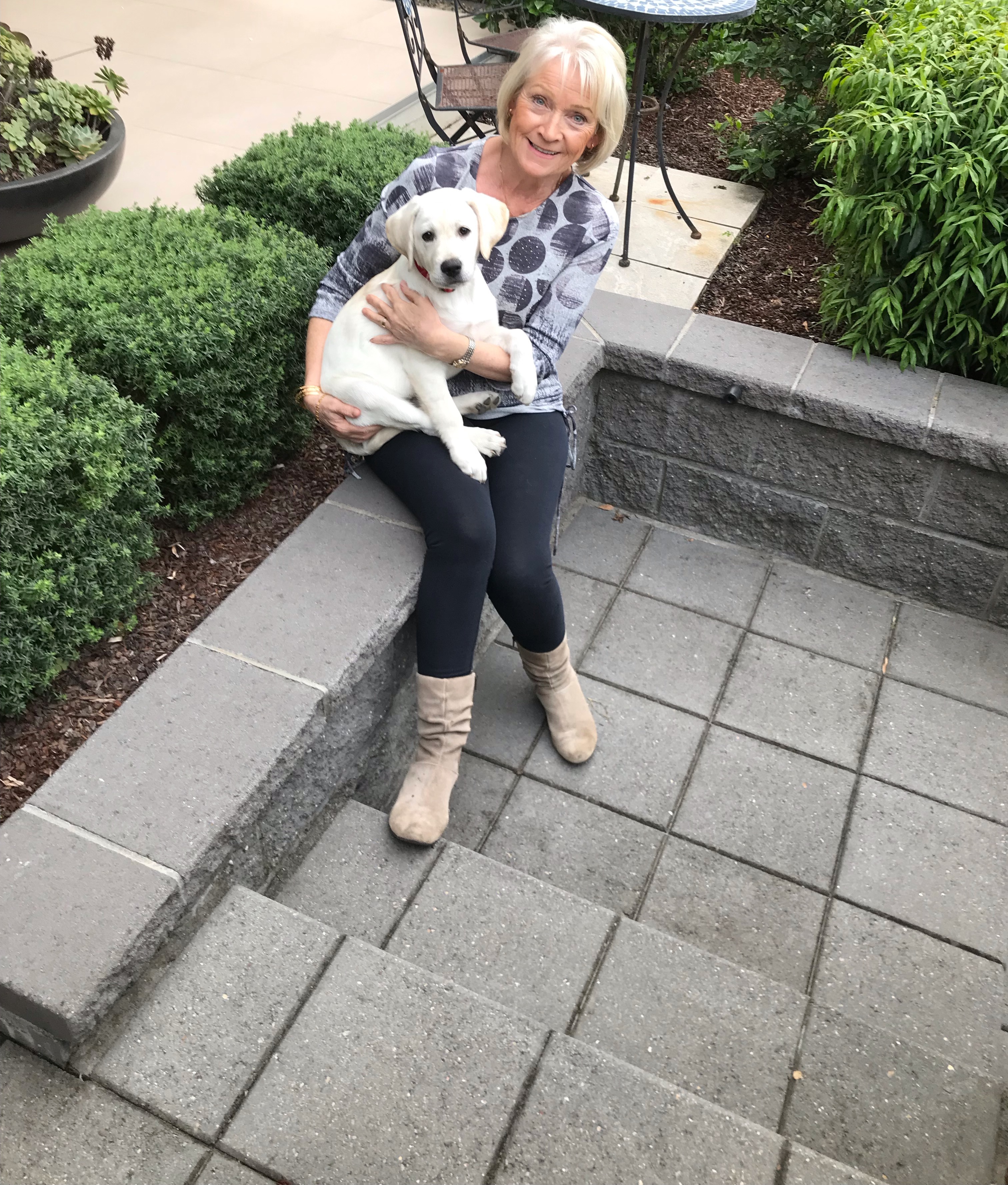 Wanted: puppy raisers for Guide Dogs Australia