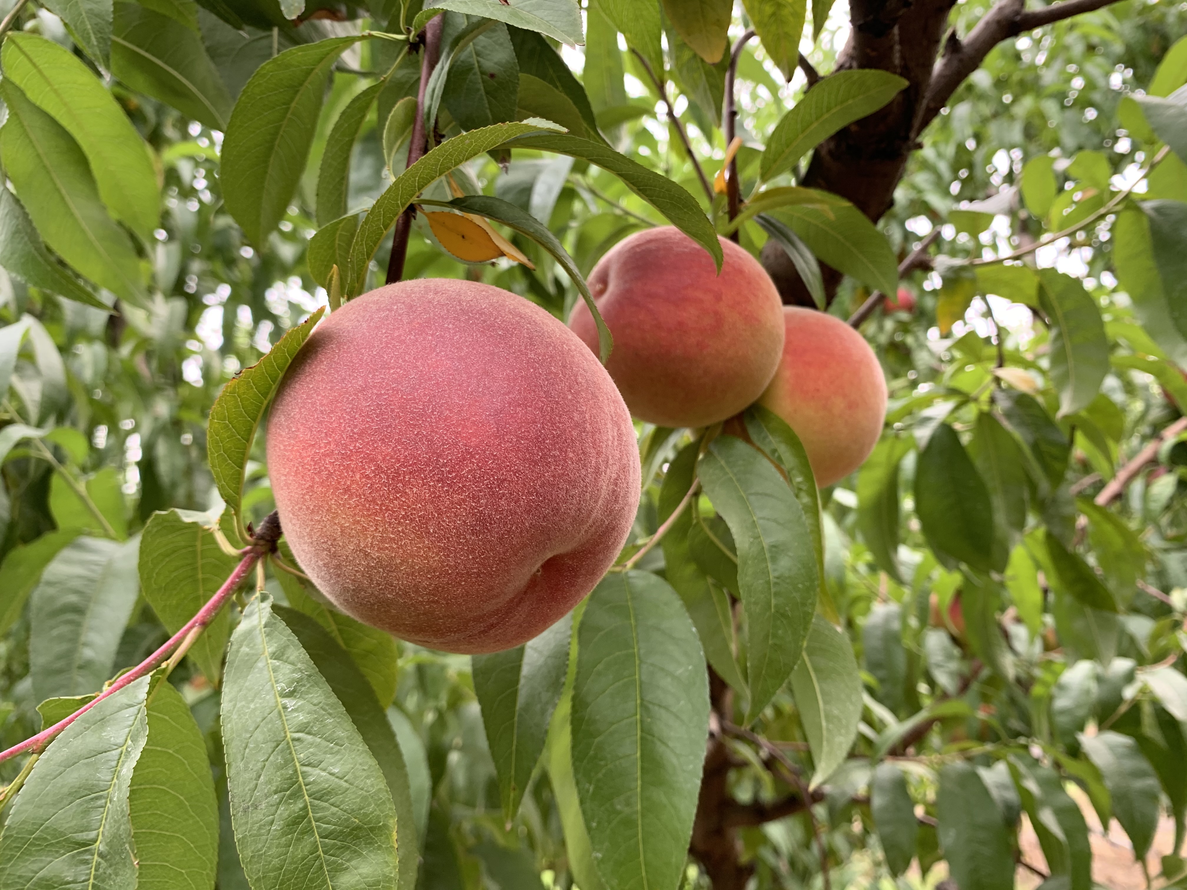 Hello, Thursday readers