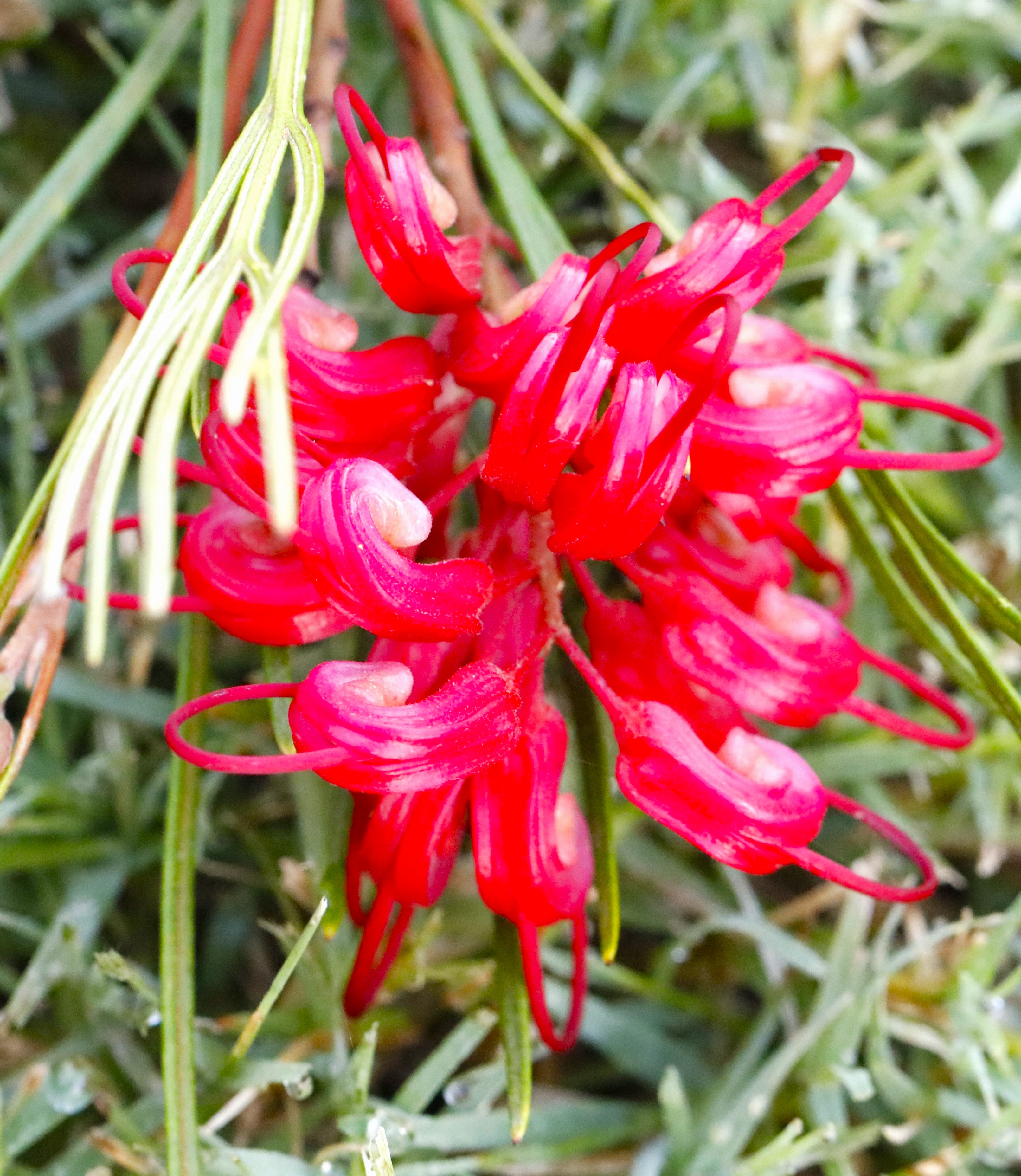 See new Grevillea 'Emerald and Ruby' at Spring Open Days