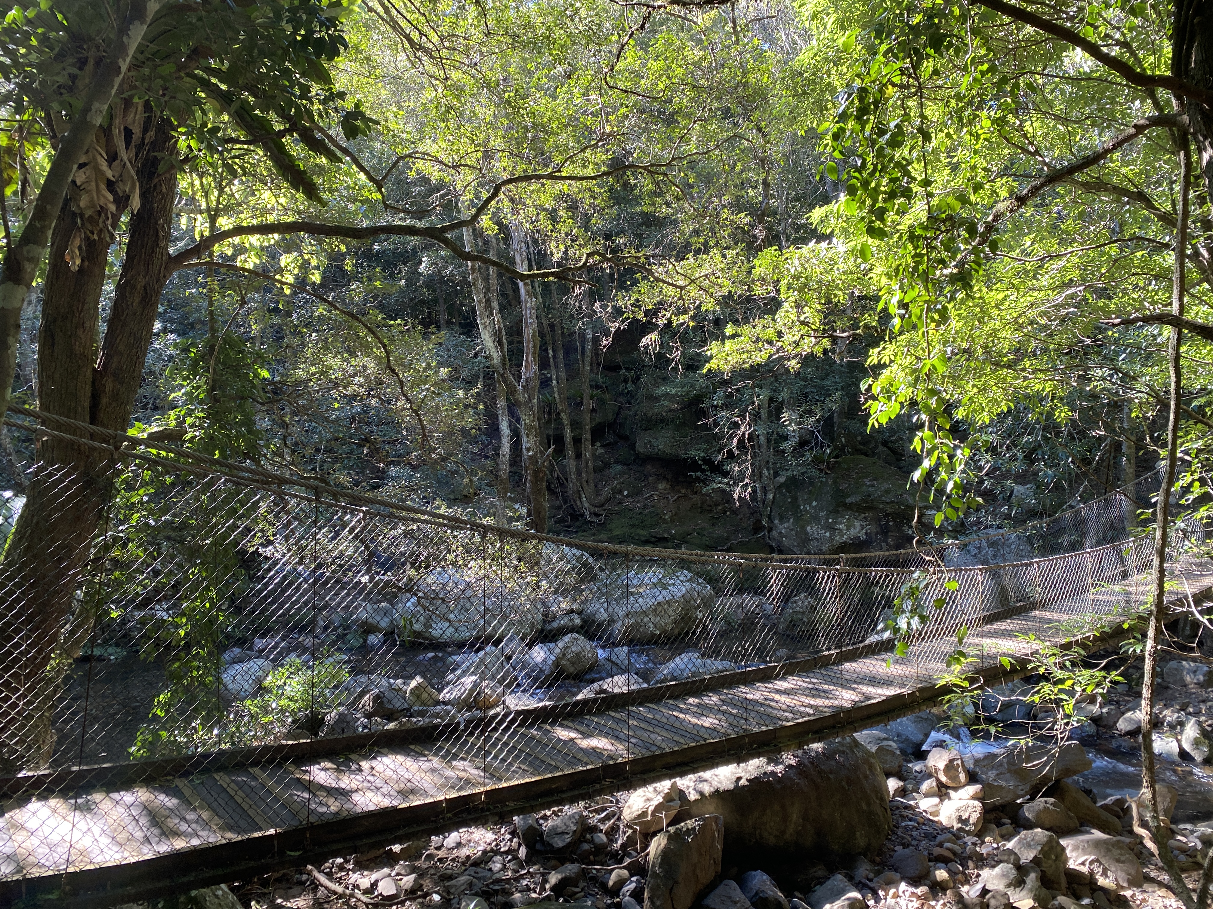 Family-friendly Lyrebird Loop Walk reopens at Minnamurra Rainforest  post image
