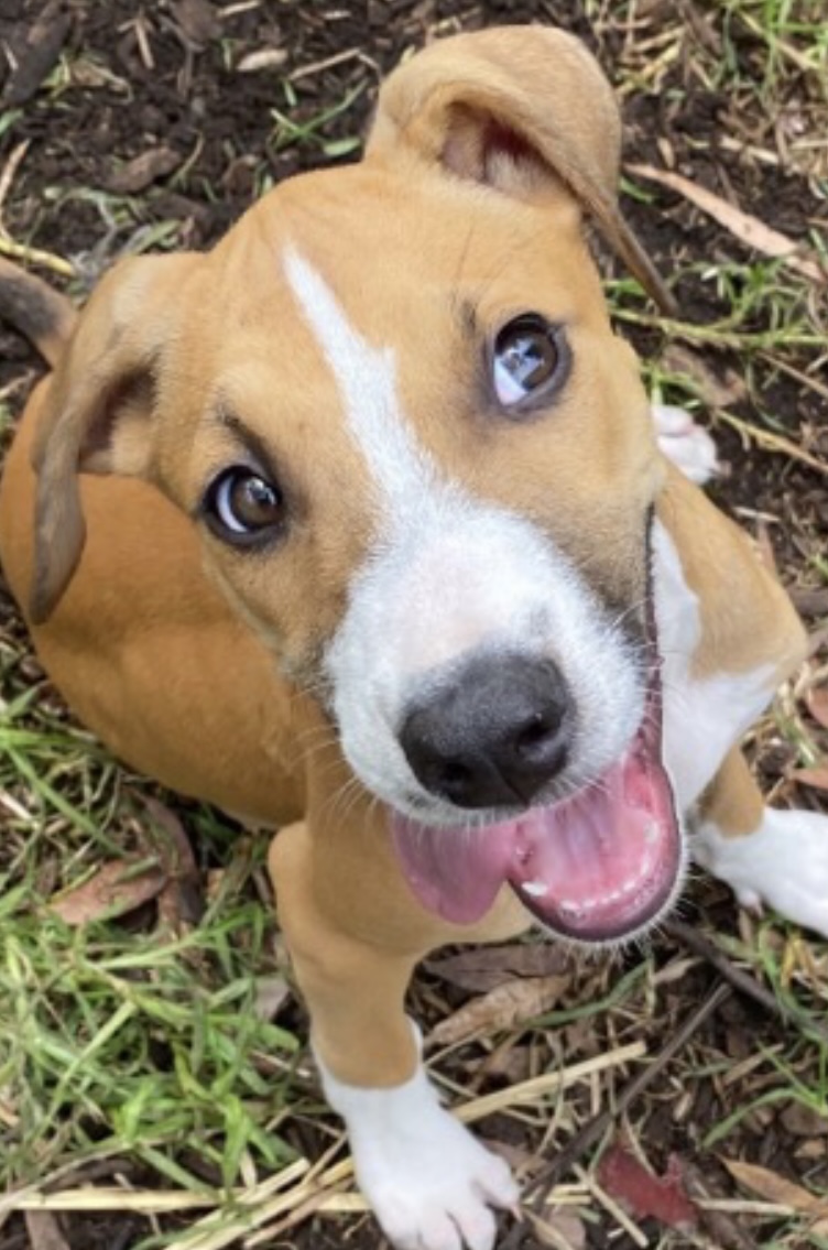 Puppies need a home!  post image