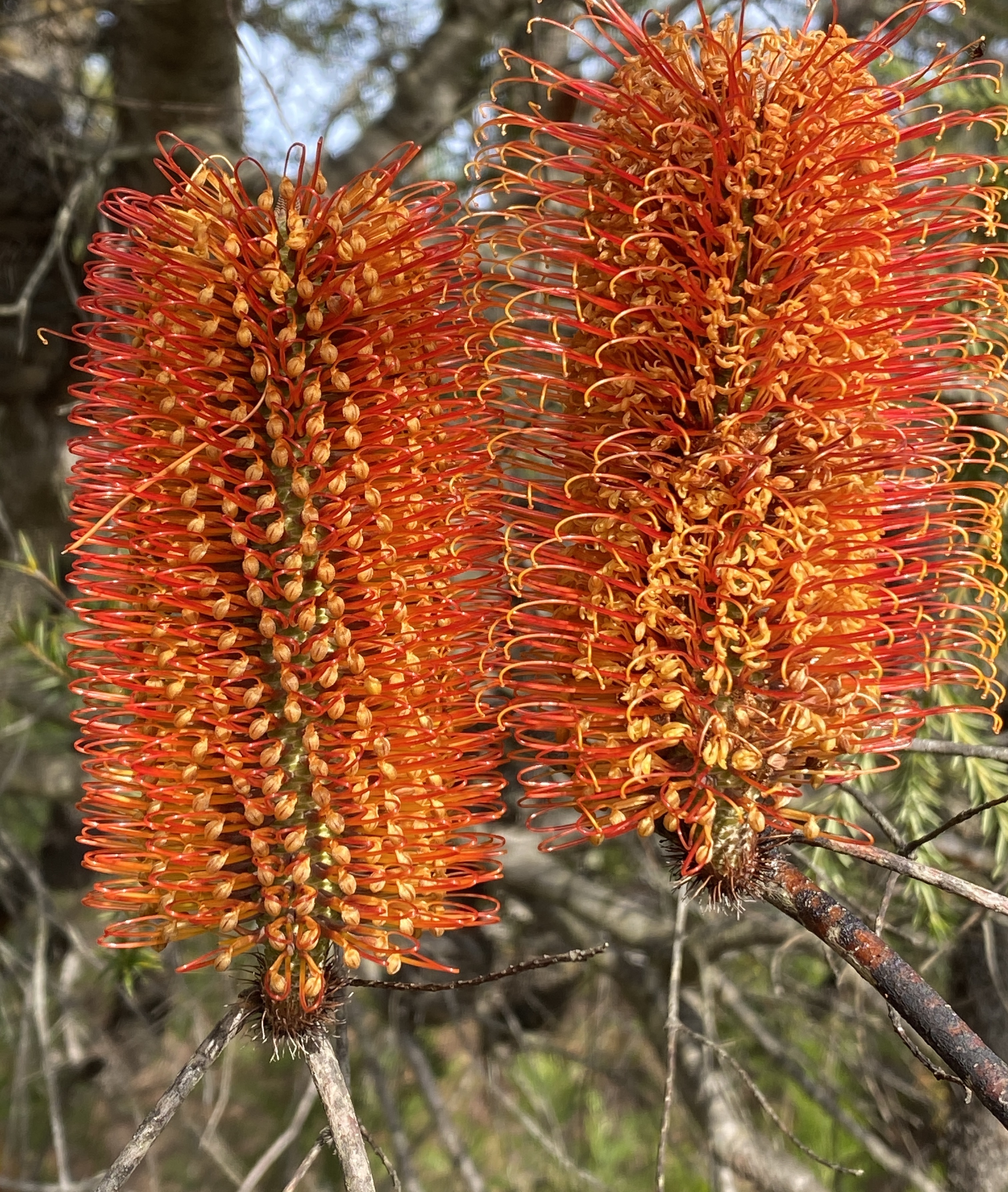 Join us for #FlameBirdBingo