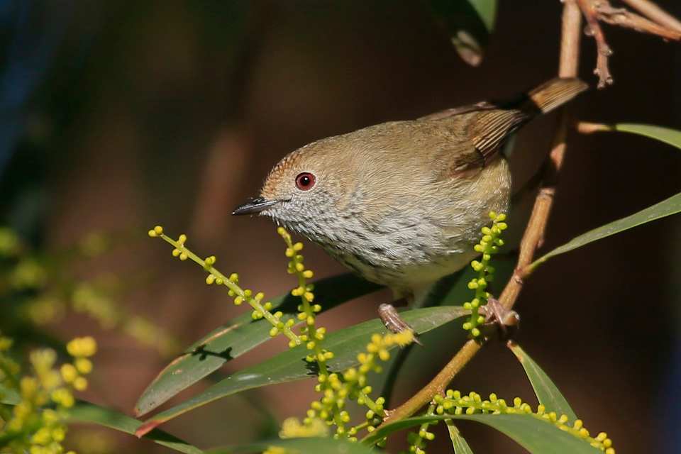 The bright yellow flowers of Golden Wattle attract a range of birds, insects and insect-eating birds. Here a Brown Hornbill inspects the flower buds. Image by Charles Dove. 