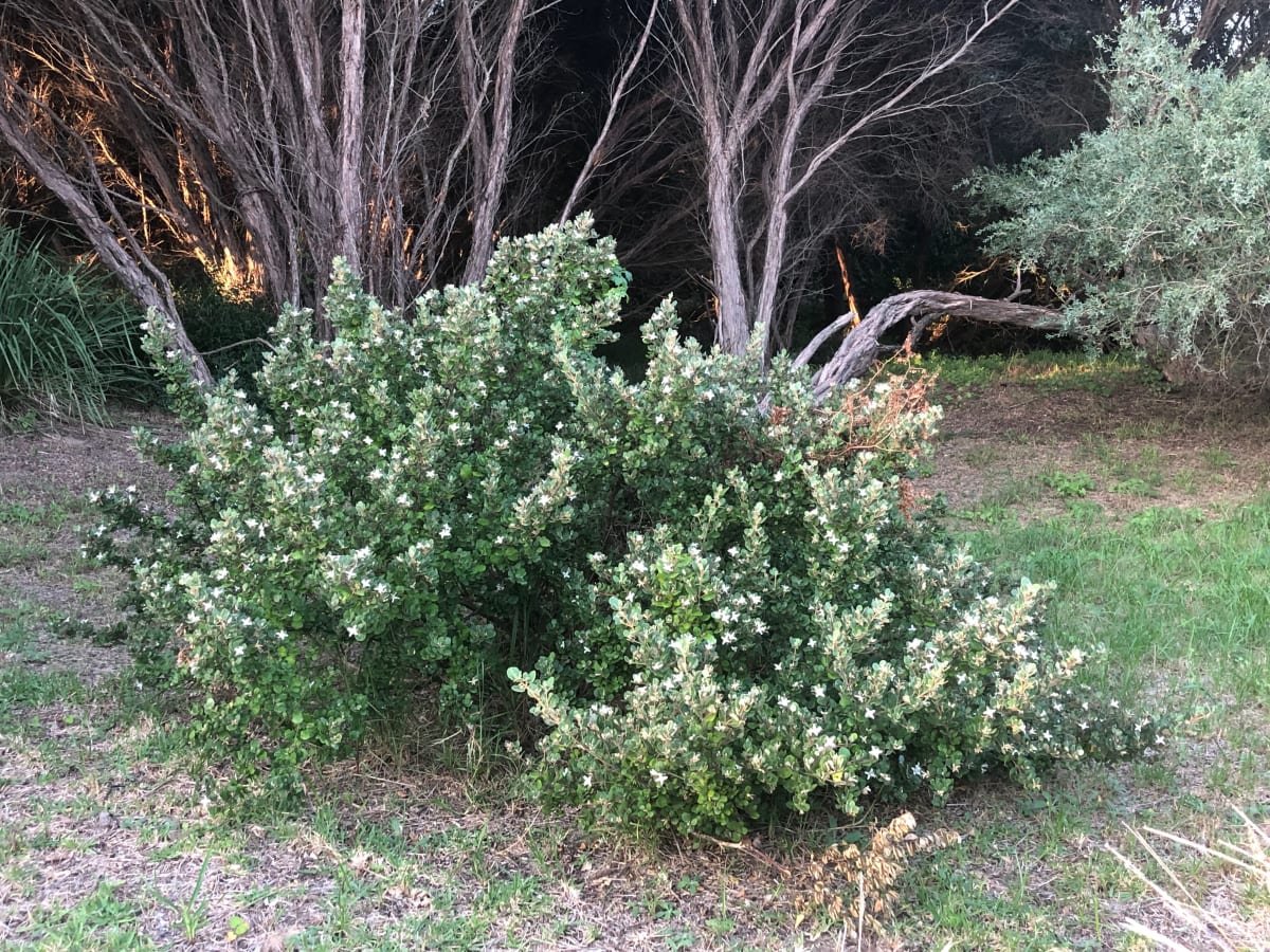 A Coast Correa (Correa alba) flowering in splendid isolation among Coastal Tea Trees (Leptospermum laevigatum). 