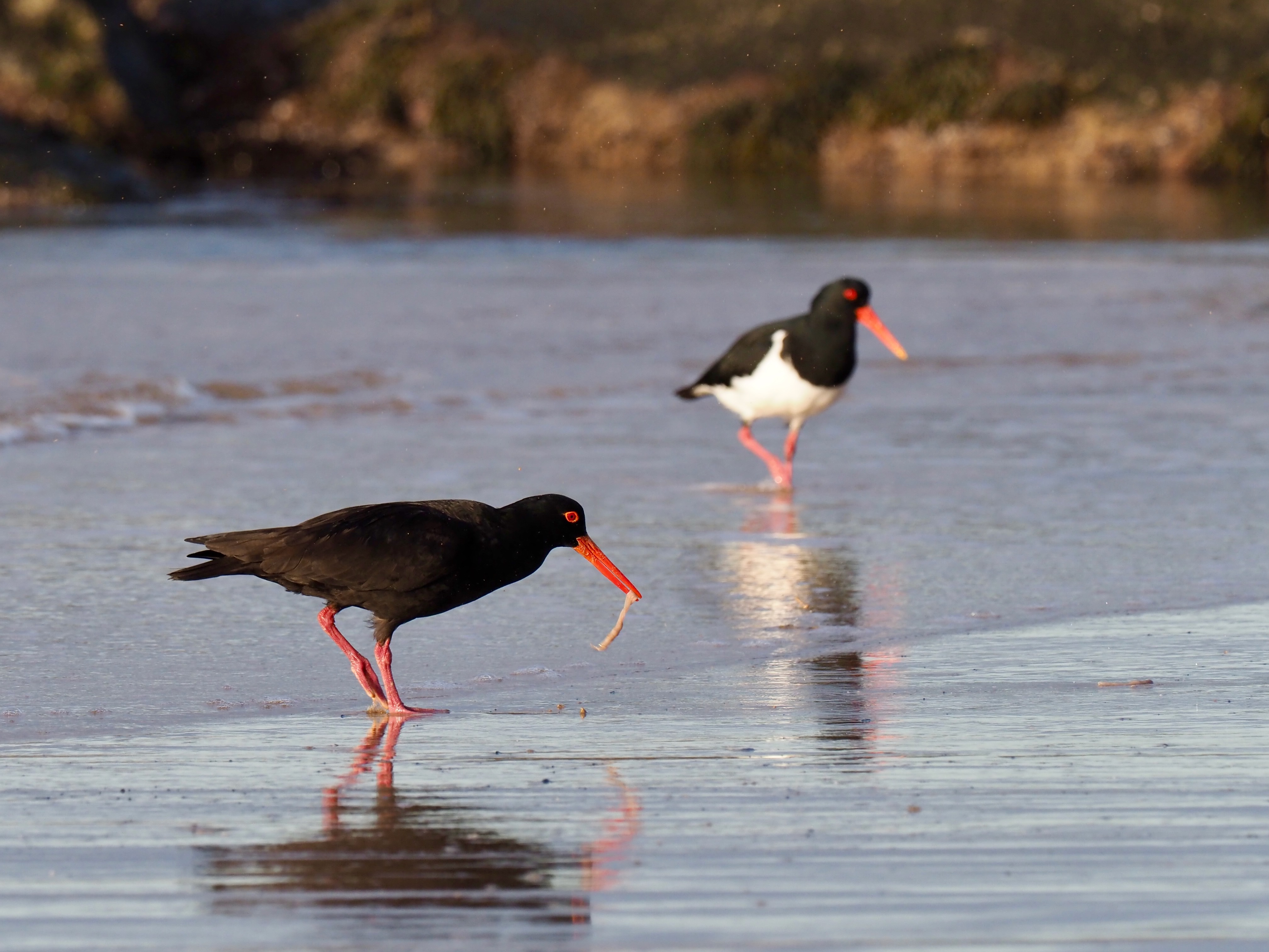 Breeding season for oystercatchers