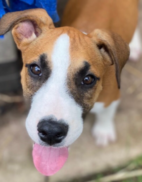 Puppy needs a home!  post image