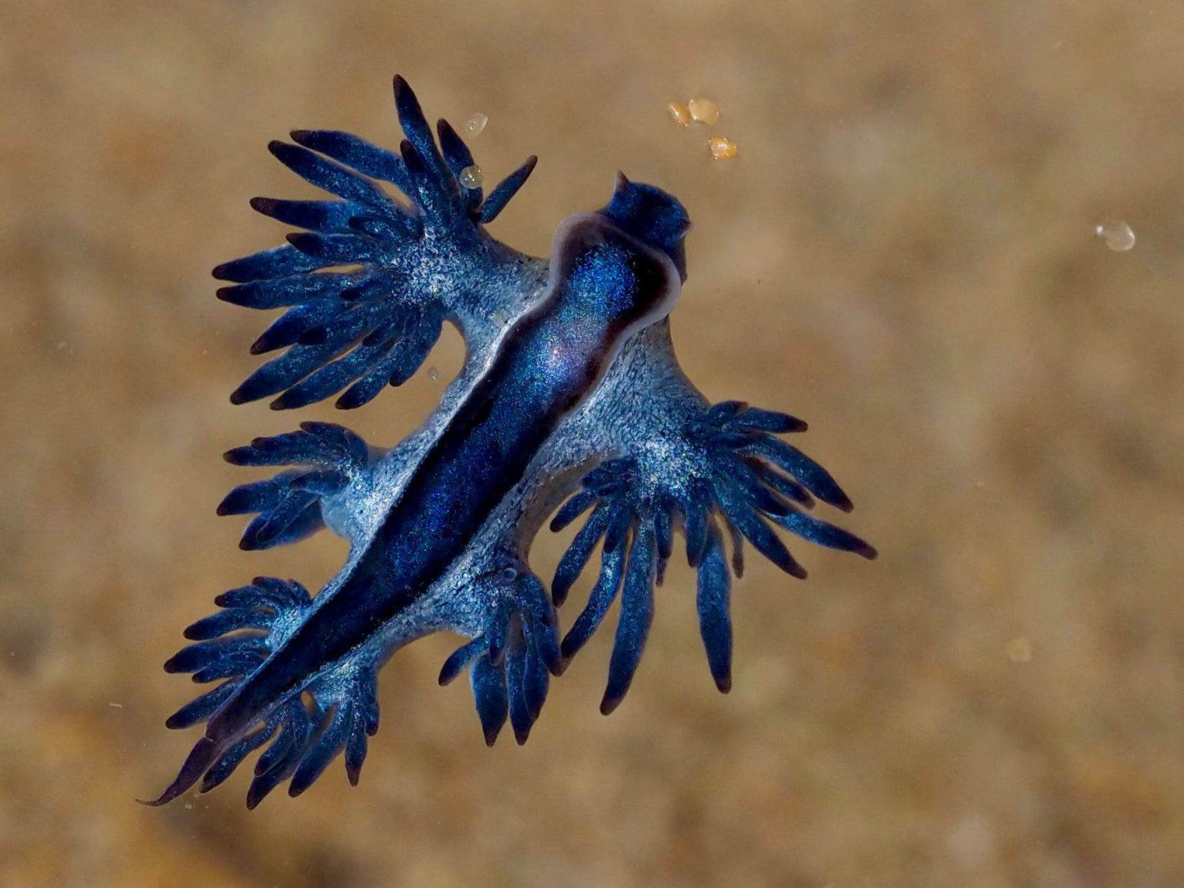 'I have wings but cannot fly'