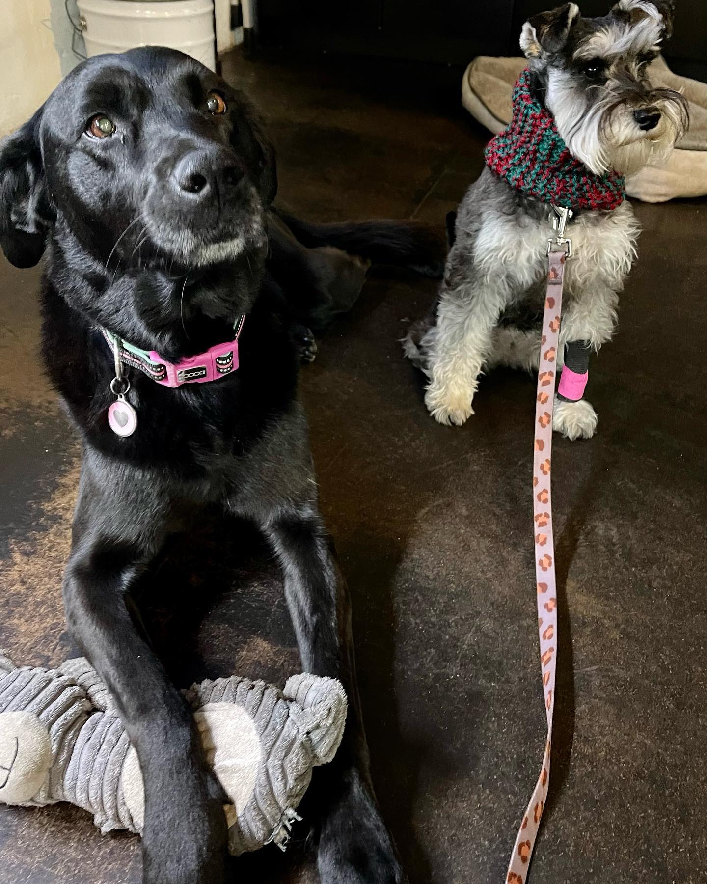 9 dog-friendly places to eat and/or drink  post image