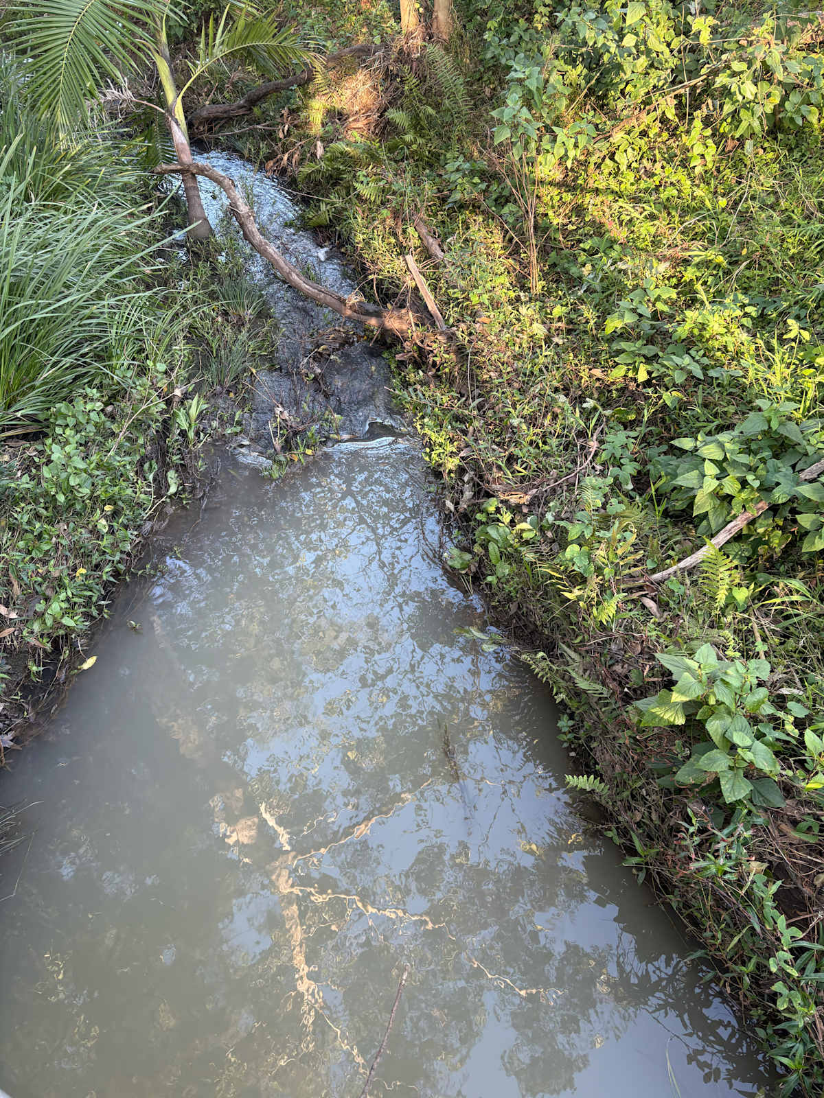 A stretch of straightened, narrowed, polluted waterway on the coastal plain. Image by Emma Rooksby. 