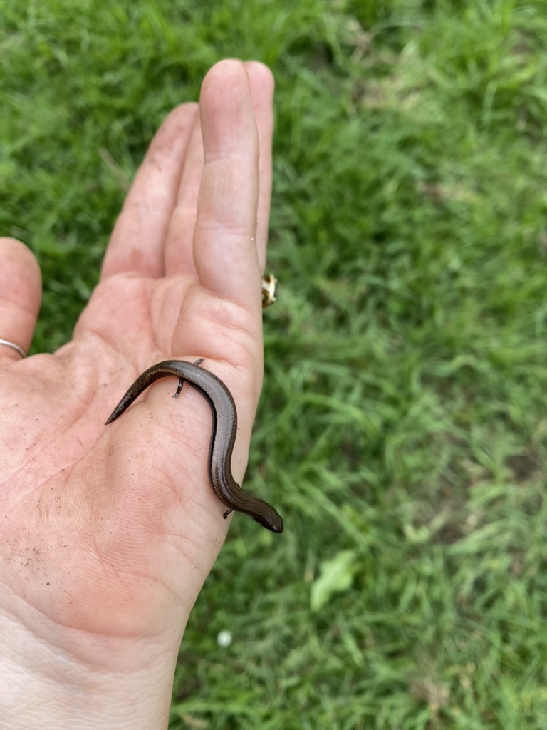 My delightful discovery of a local little-legged lizard: the three-toed skink