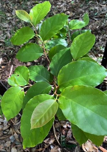 Tree of the Month: Brown Beech
