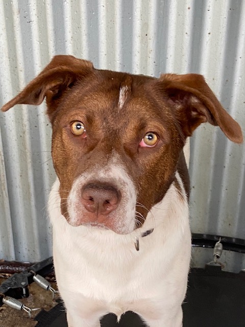 Minnie needs a home  post image