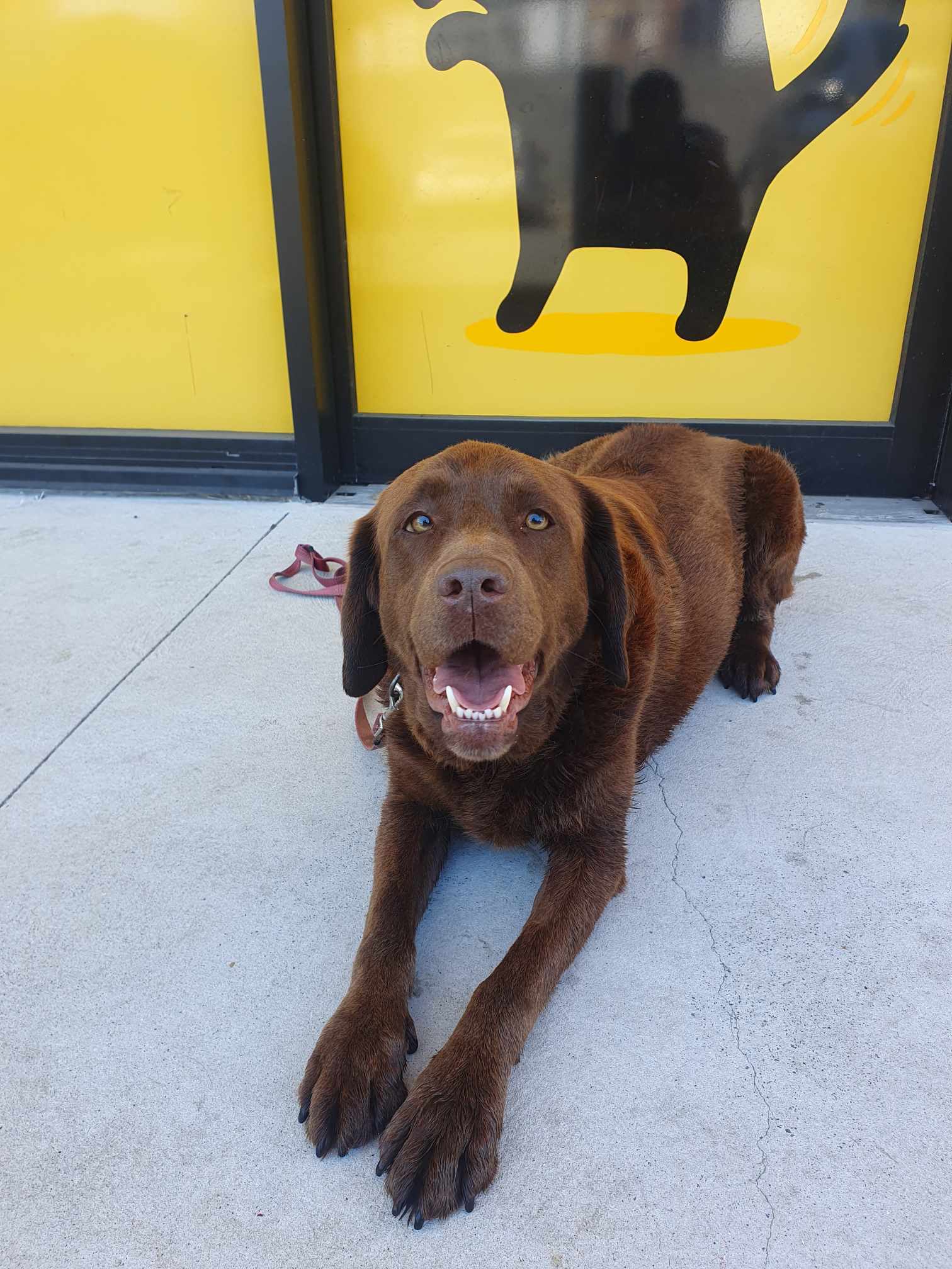 Fur-ever friends: Admin welcomes Illawarra Dog Owners in local social group  post image