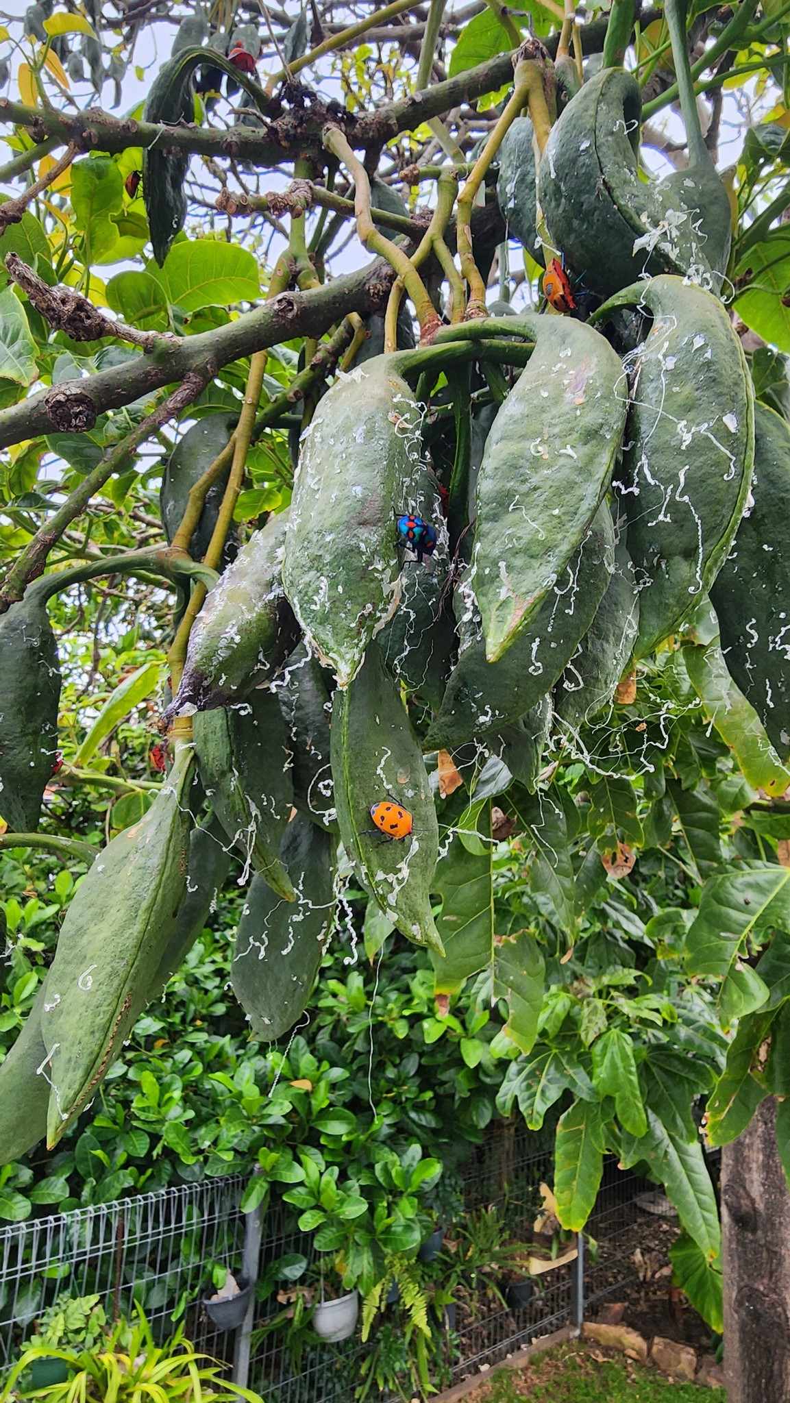 These bugs on an Illawarra Flame Tree (Brachychiton acerifolius) were recently pictured by an Illawarra resident, concerned that they were Bronze Orange Bugs damaging the Tree. Image by Kelly Jones. 