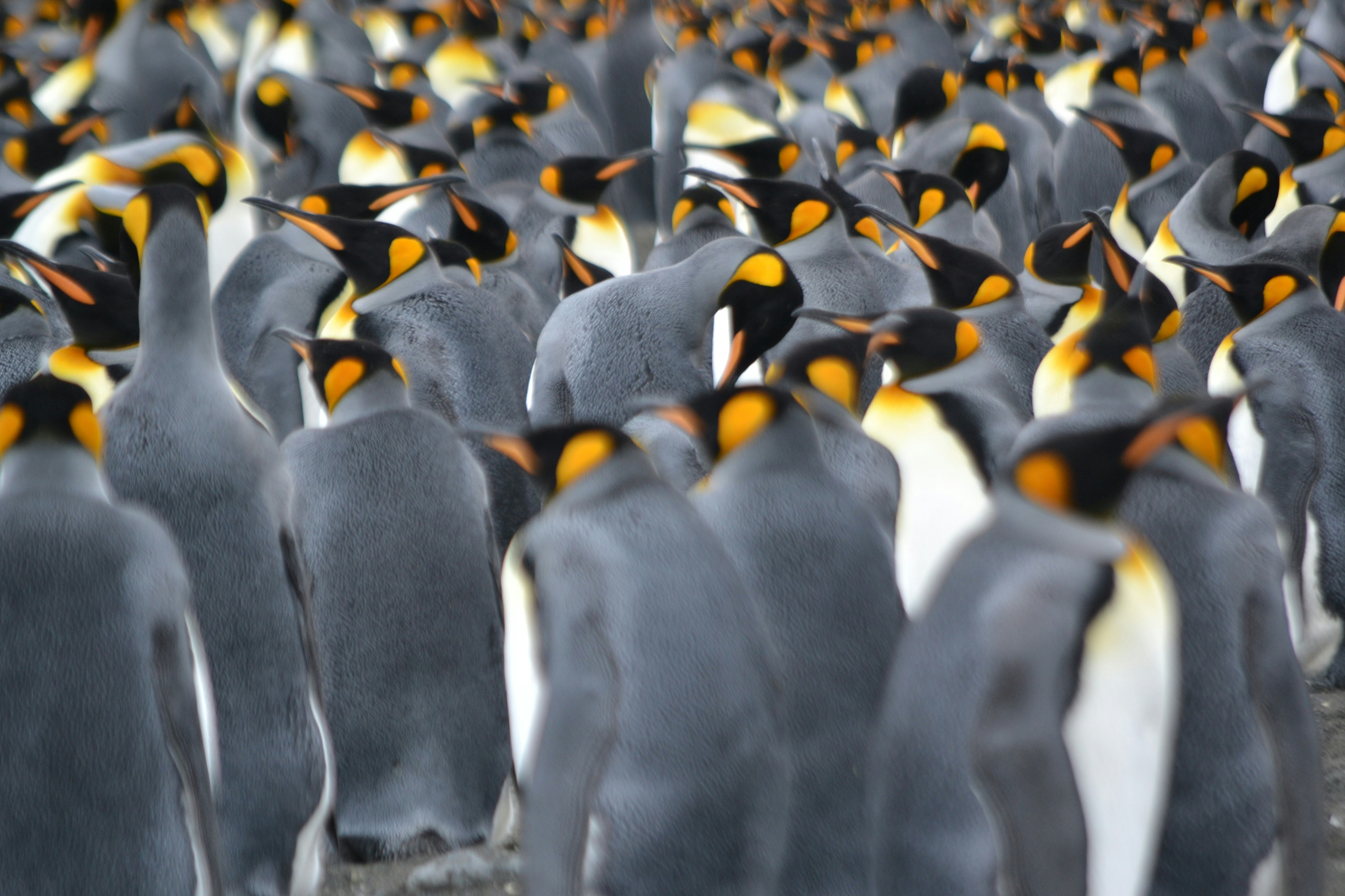 As Antarctic sea ice shrinks, iconic emperor penguins are in more peril than we thought