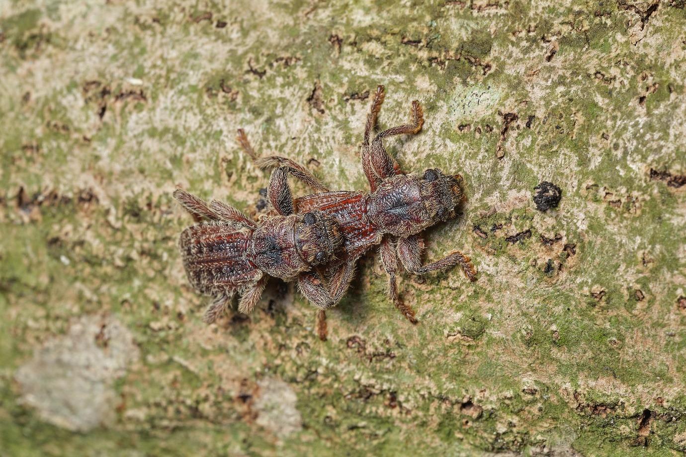 Beetling About: Try replicating Darwin's experiments