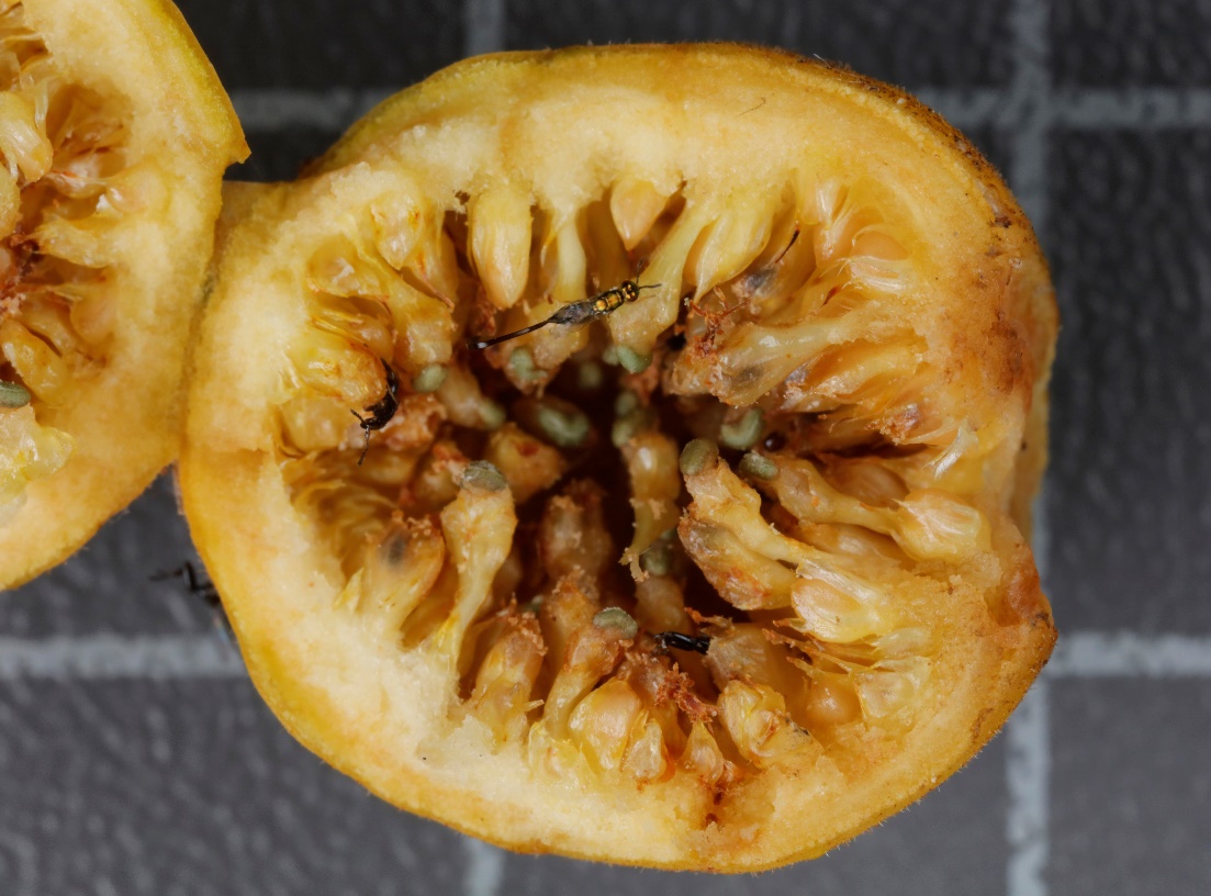 A world within a fig